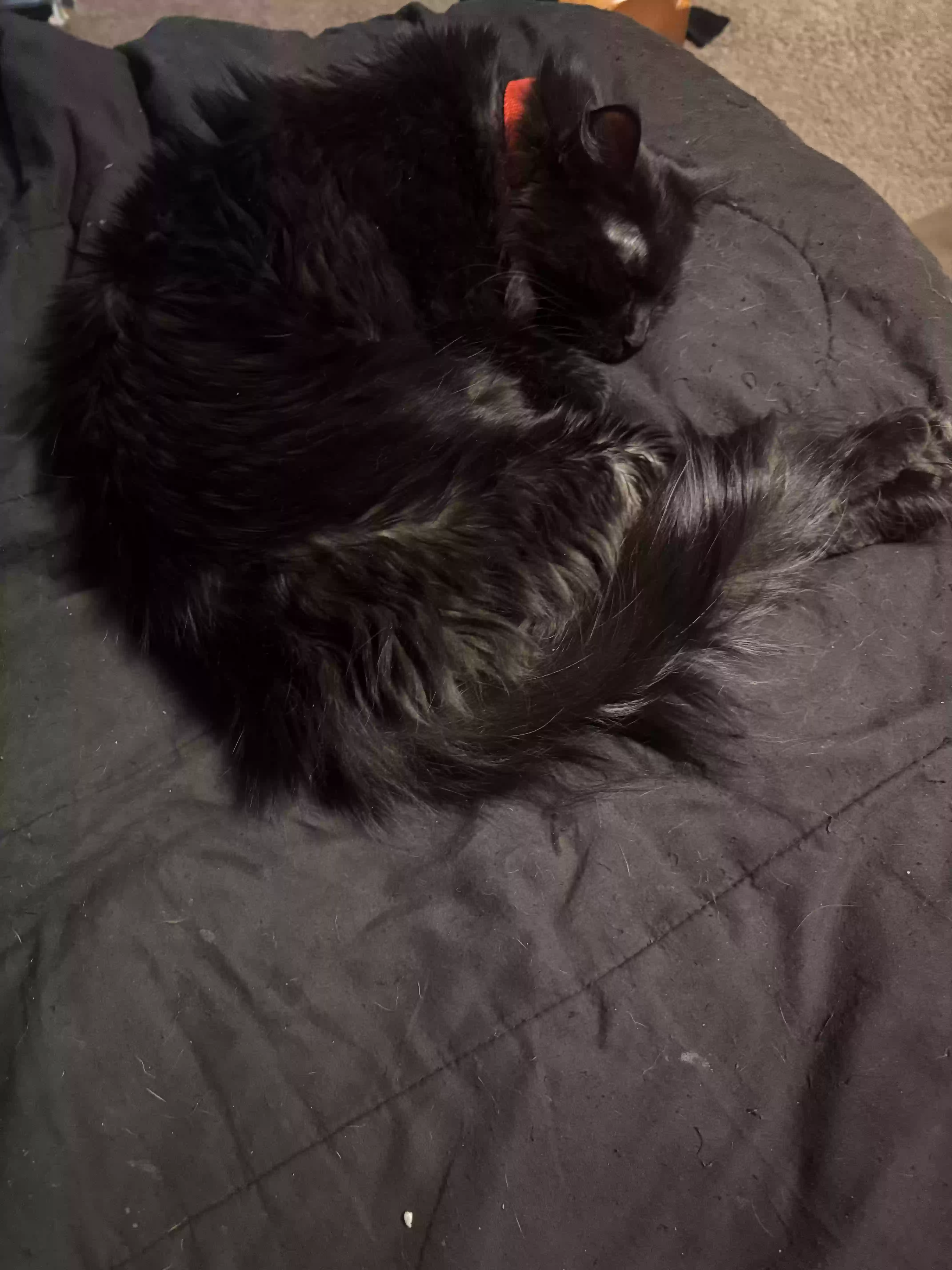 adoptable Cat in Mayer,AZ named Phoenix