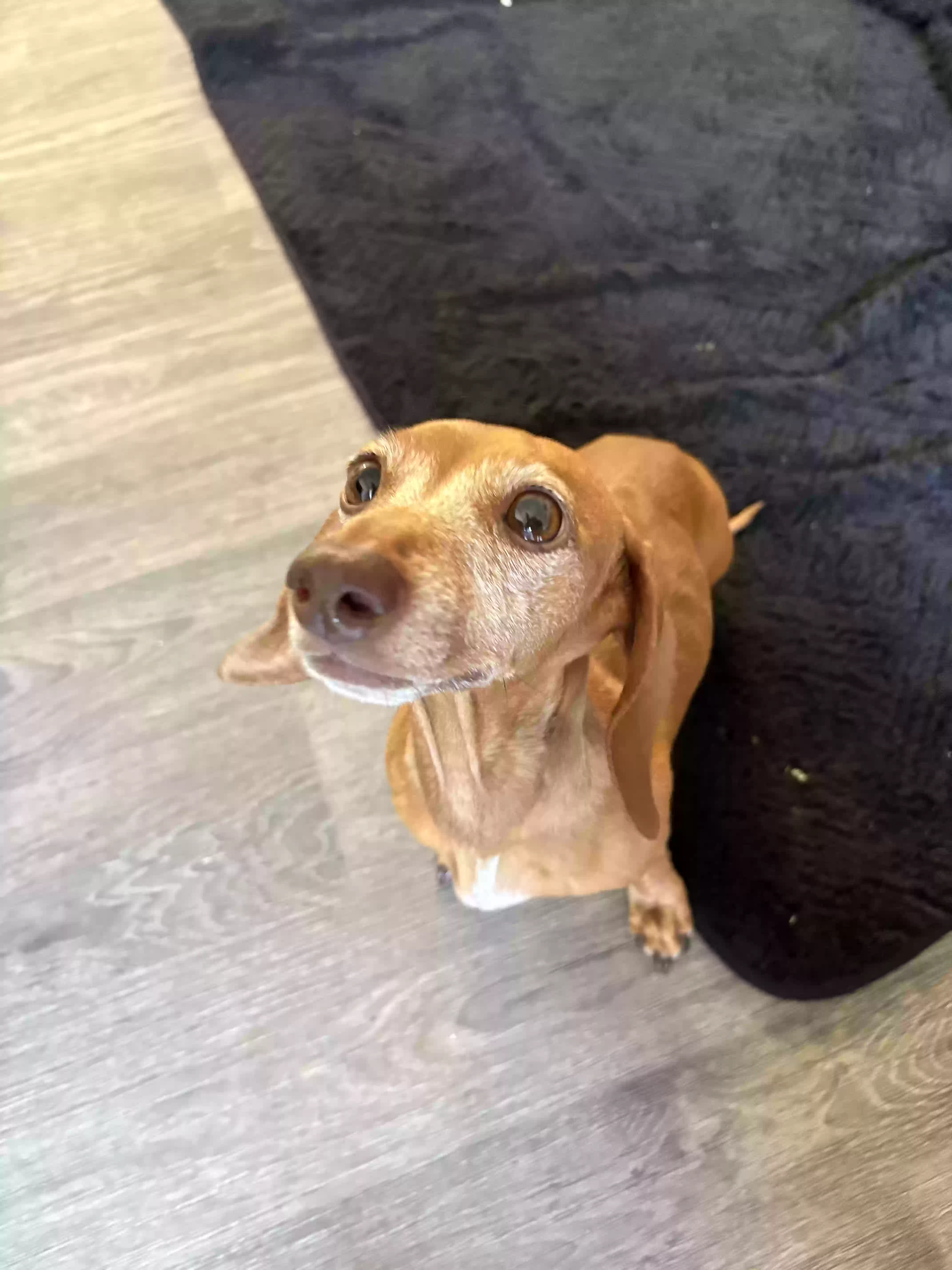 adoptable Dog in Las Vegas,NV named Tibby