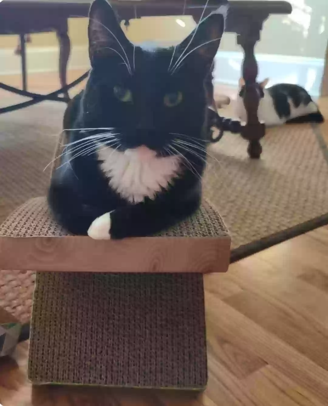adoptable Cat in Loganville,GA named Javi