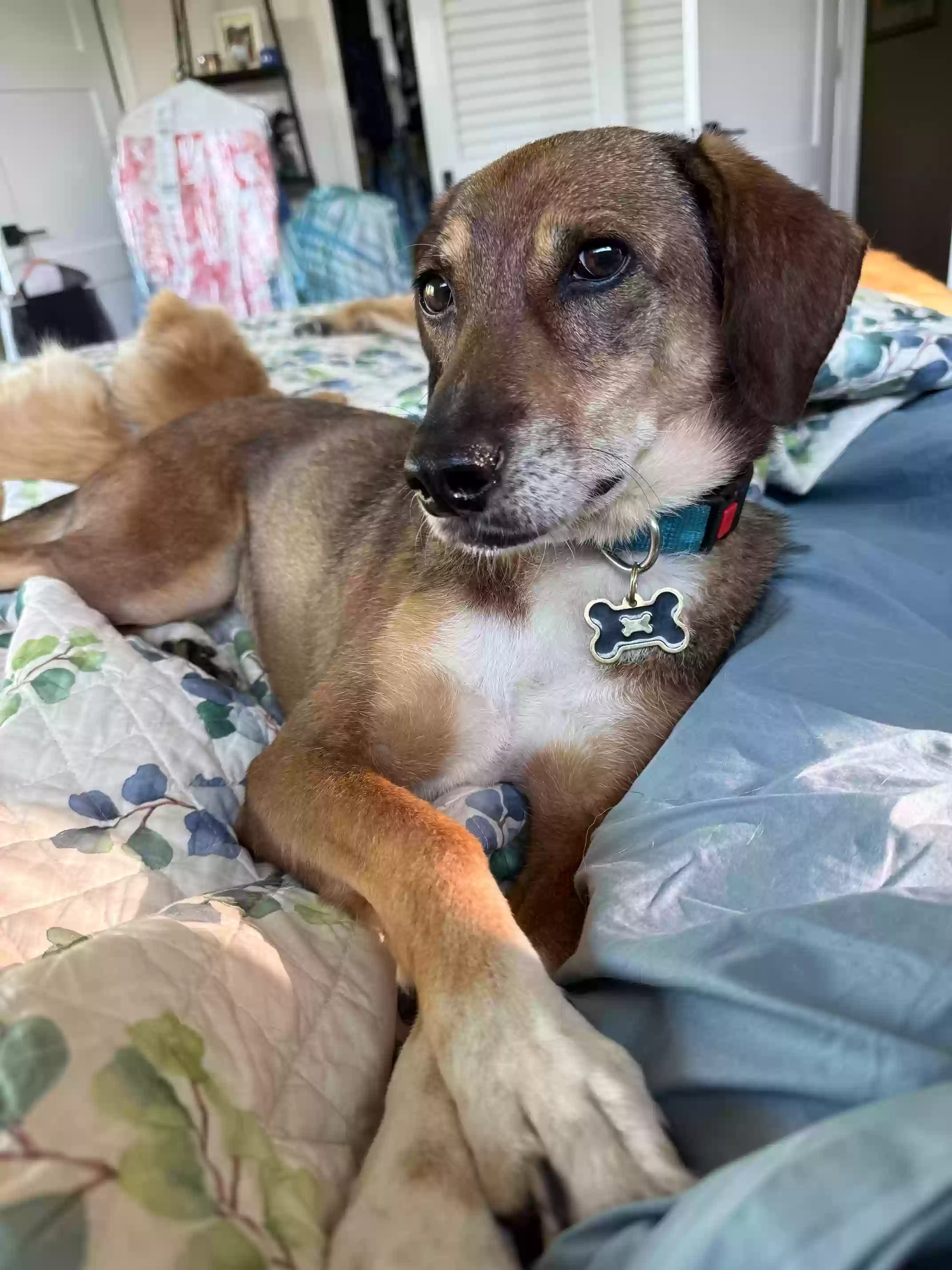 adoptable Dog in Napa,CA named Hannah