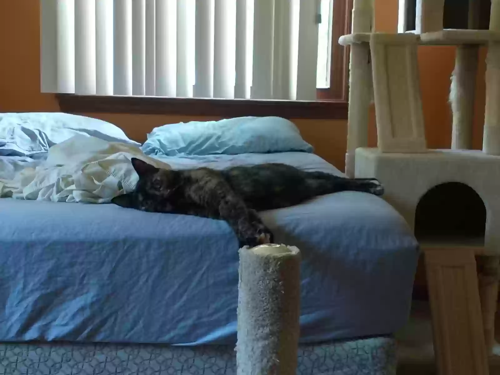 adoptable Cat in Fenton,MI named Harley Quinn
