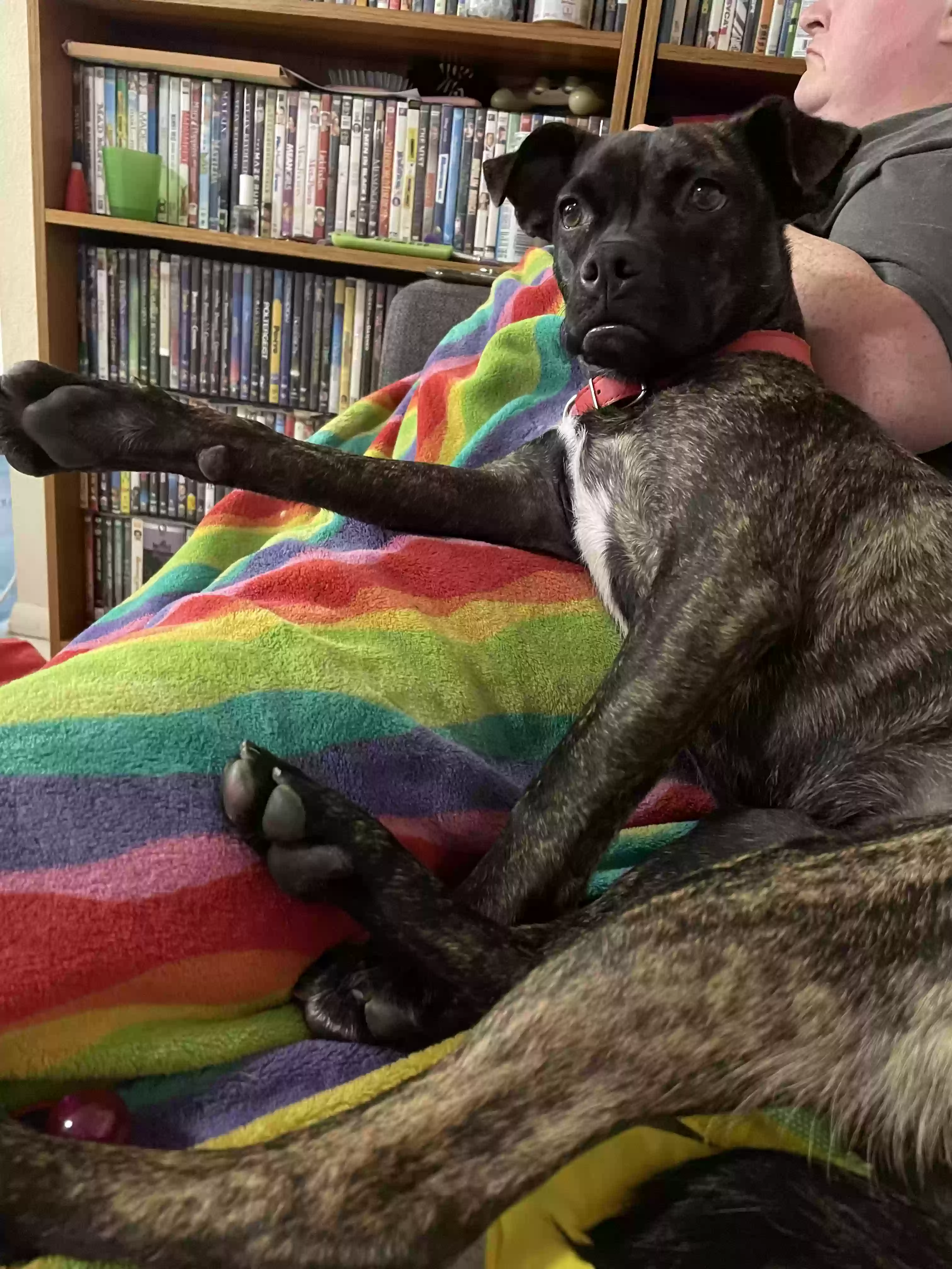 adoptable Dog in Prescott Valley,AZ named Ariel