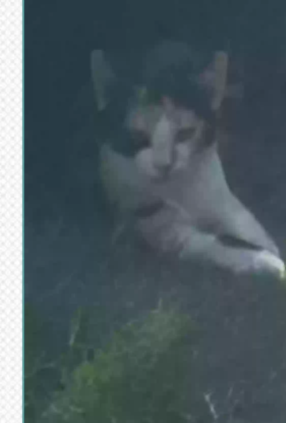 adoptable Cat in Fort Worth,TX named Cali