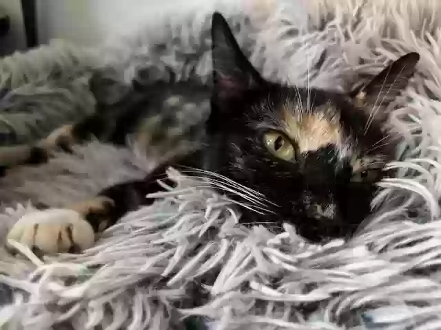 adoptable Cat in Marietta,GA named Peach