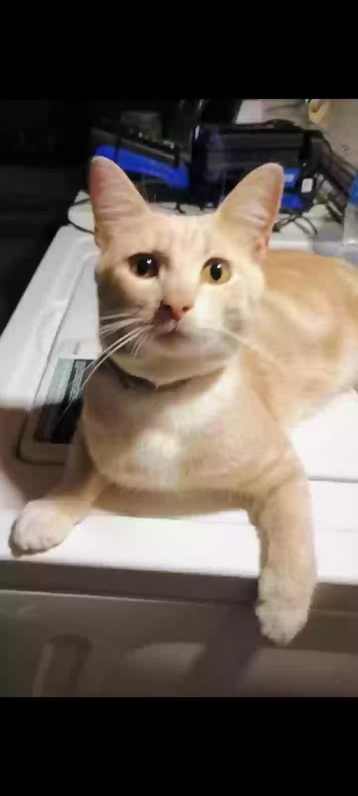 adoptable Cat in Bessemer,AL named Mello