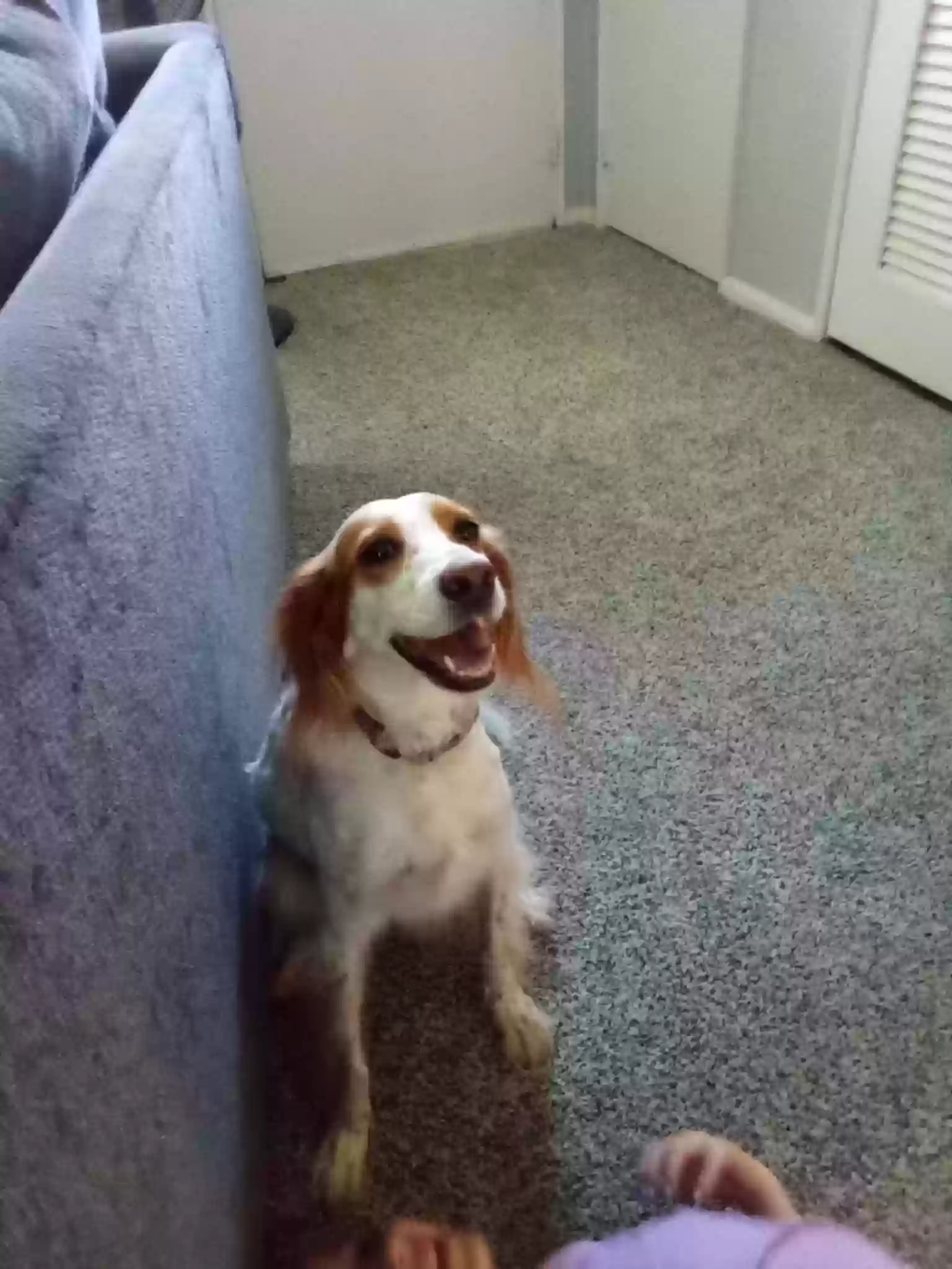 adoptable Dog in Cincinnati,OH named Blondie