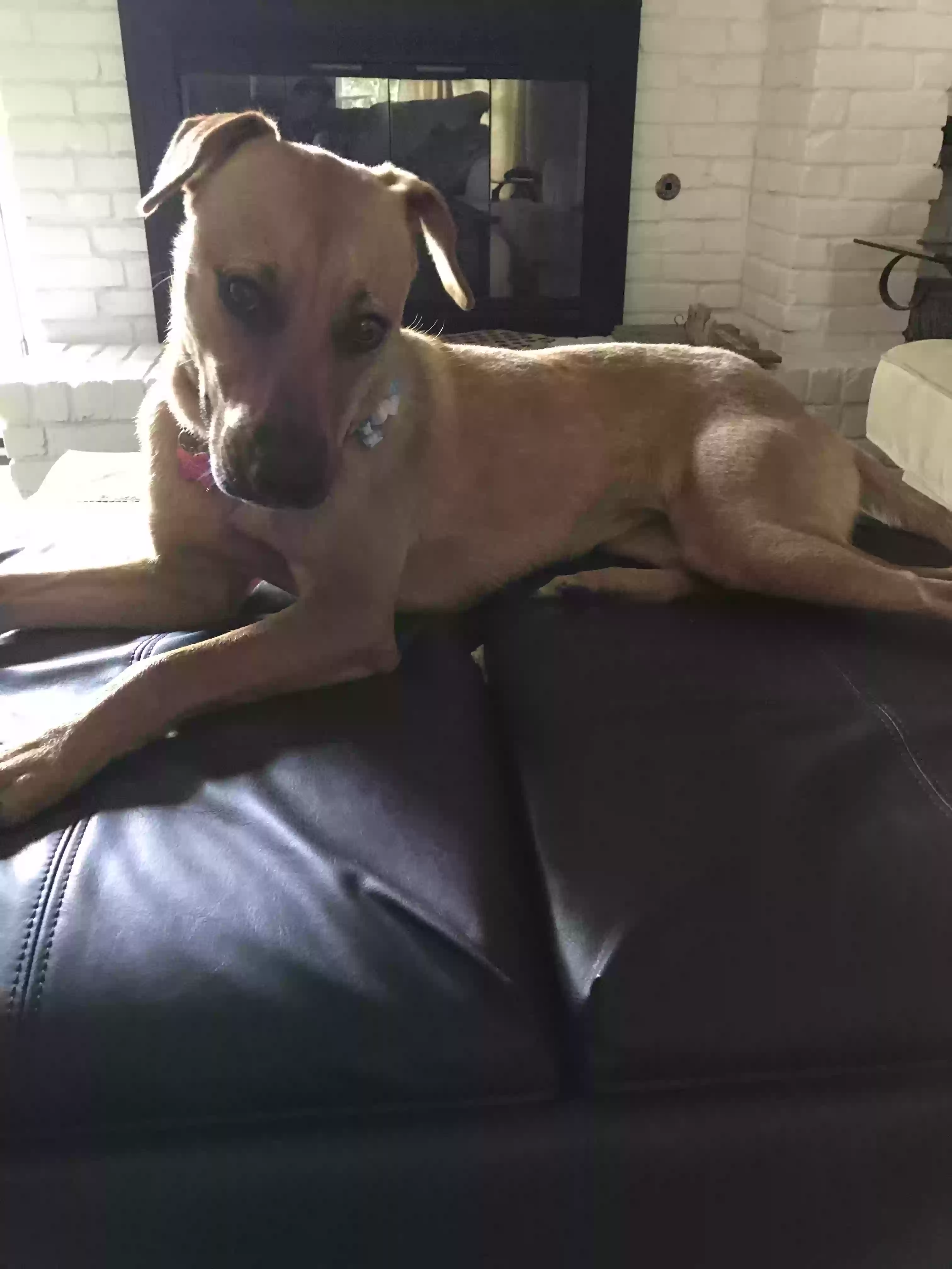 adoptable Dog in Allen,TX named Bella
