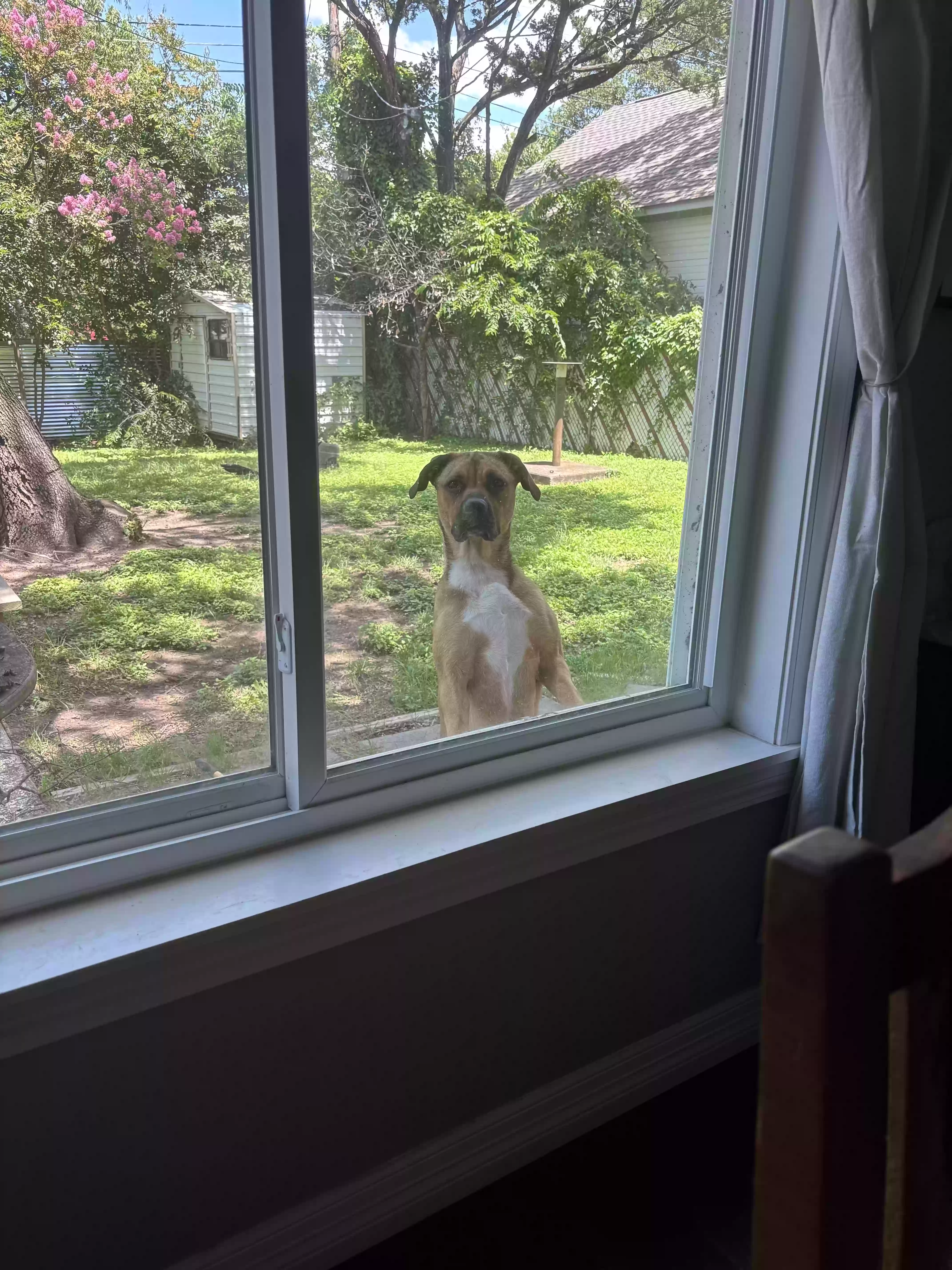 adoptable Dog in Woodway,TX named Sammy