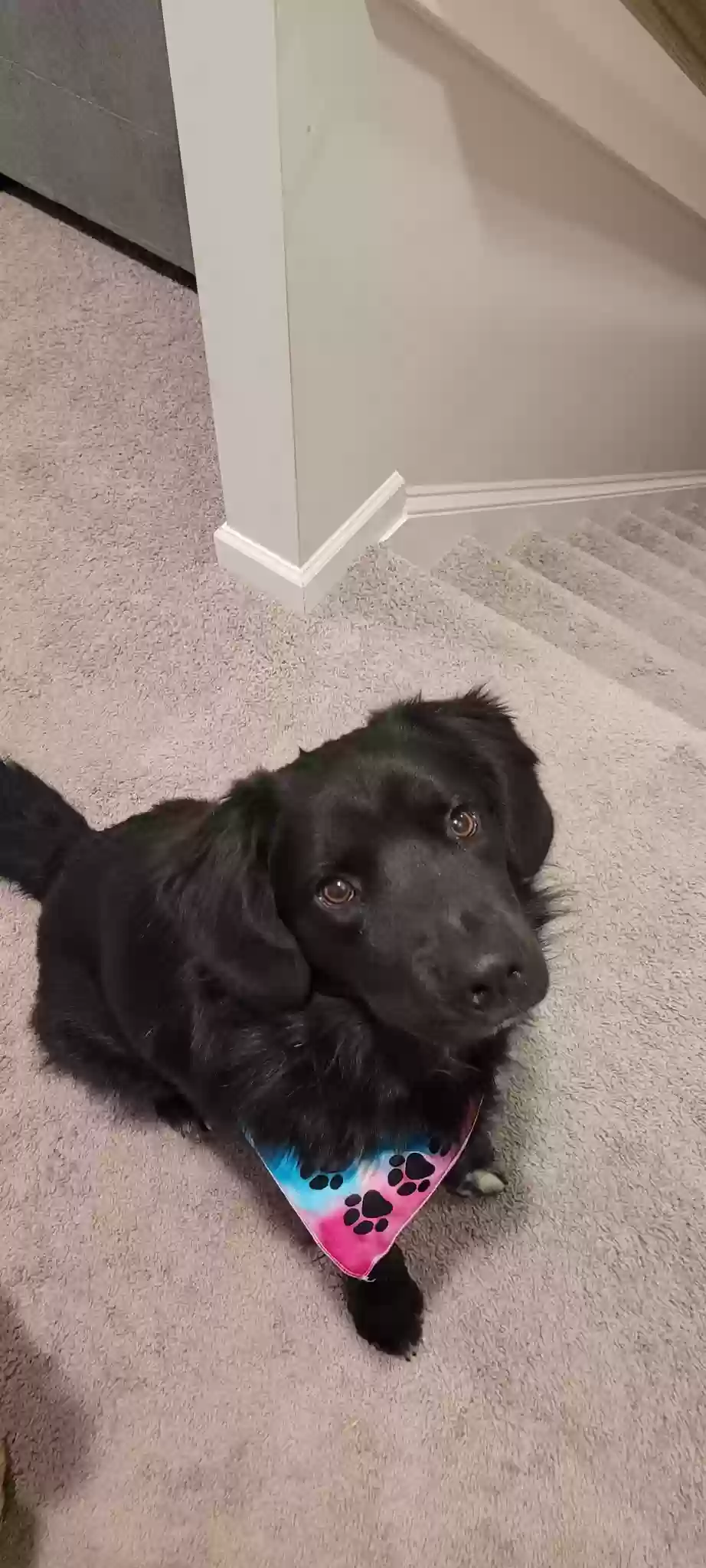 adoptable Dog in Four Oaks,NC named Fluffy