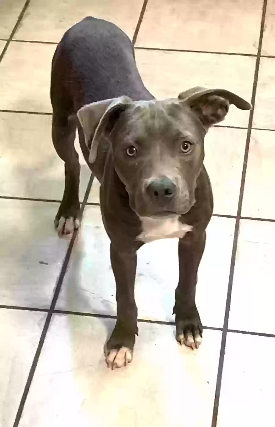 adoptable Dog in High Springs,FL named Izzy