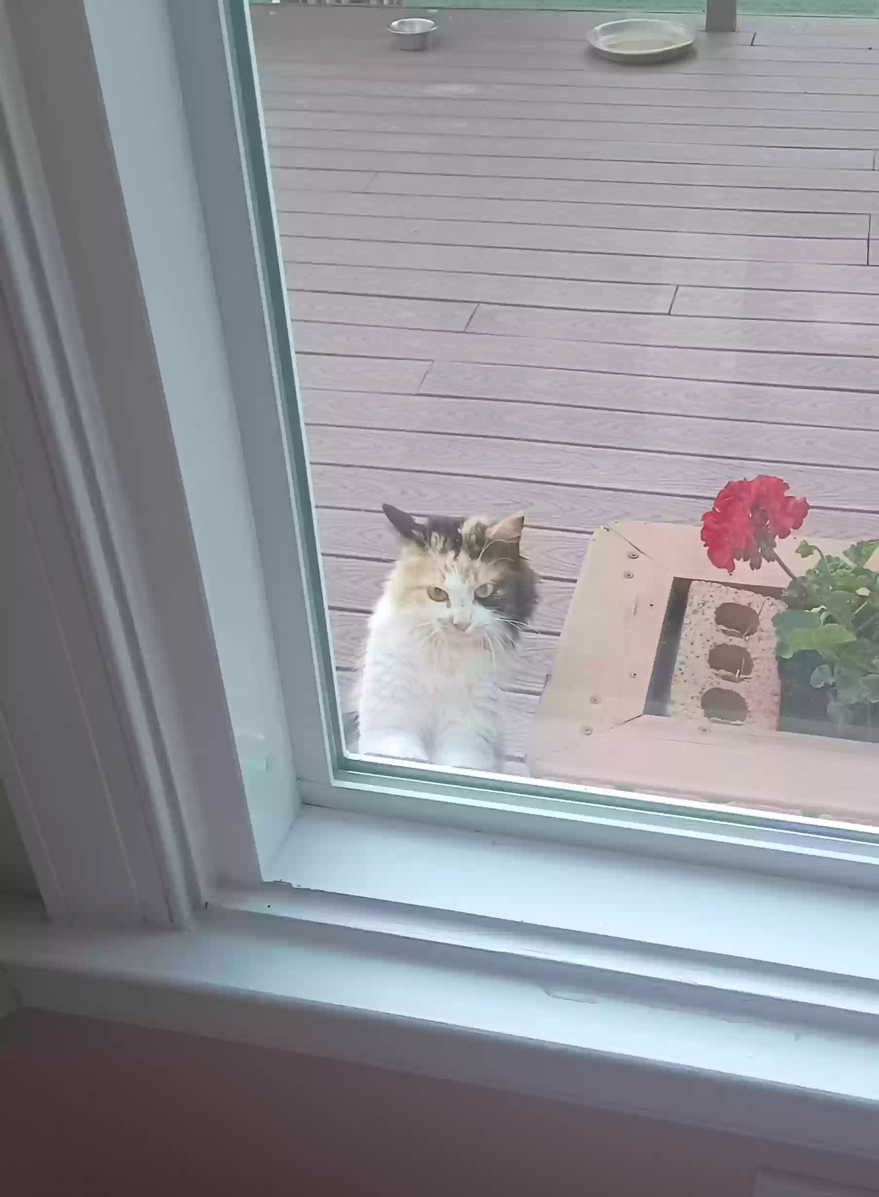 adoptable Cat in Mcdonough,GA named