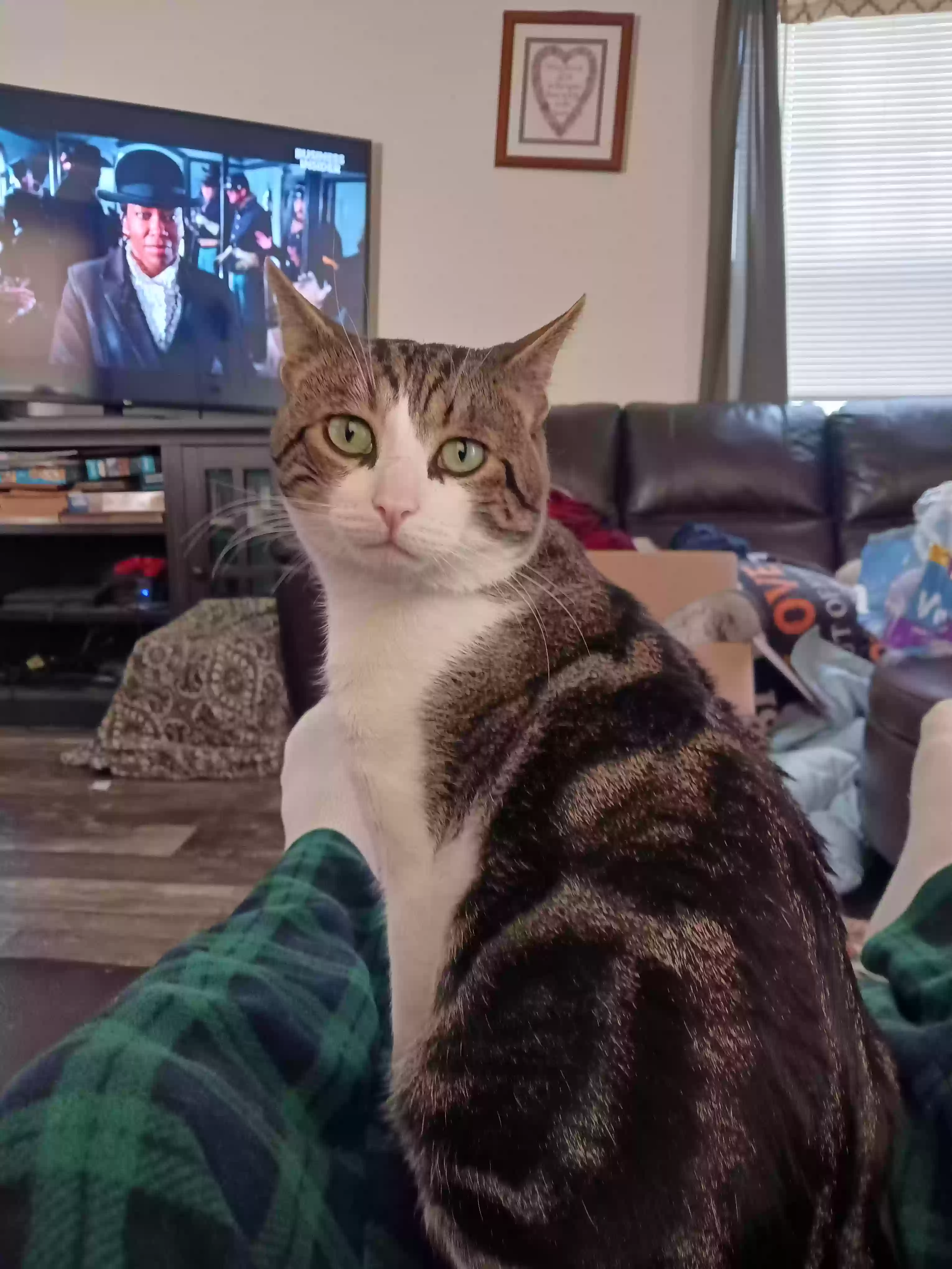 adoptable Cat in Macomb,MI named Hades