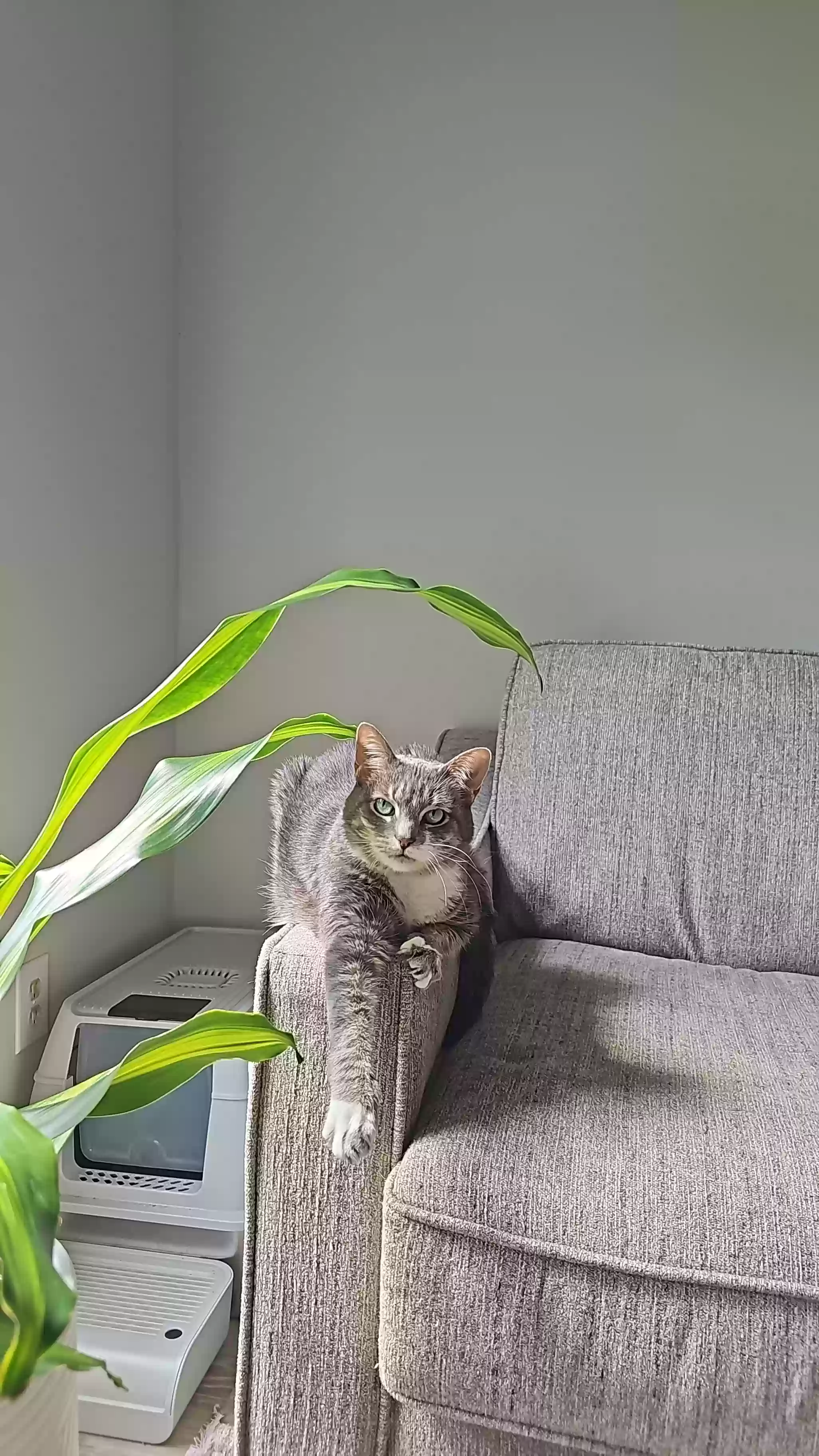 adoptable Cat in Cary,NC named Grae