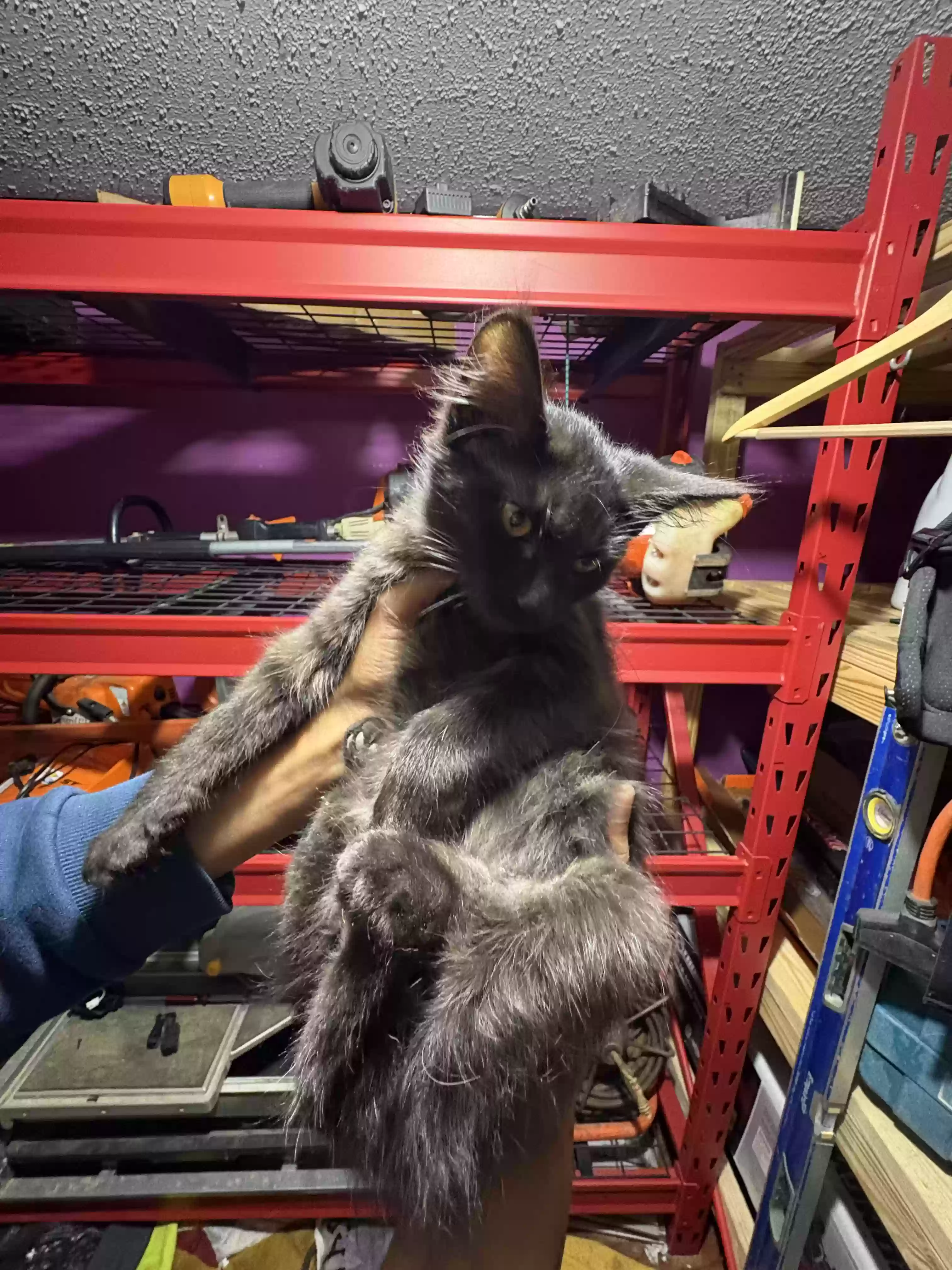 adoptable Cat in Dallas,GA named Nugget