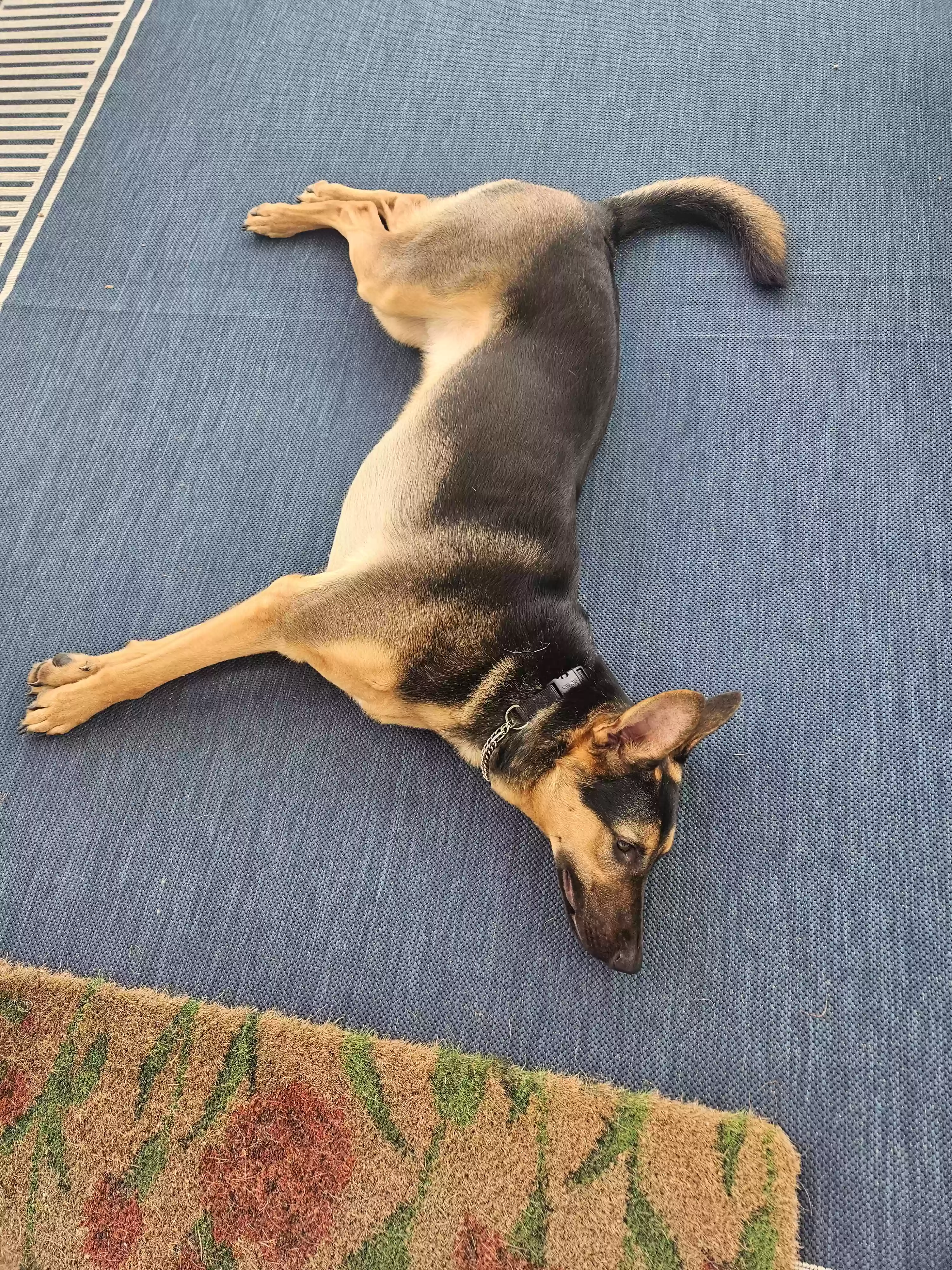 adoptable Dog in Plain City,OH named Dooby