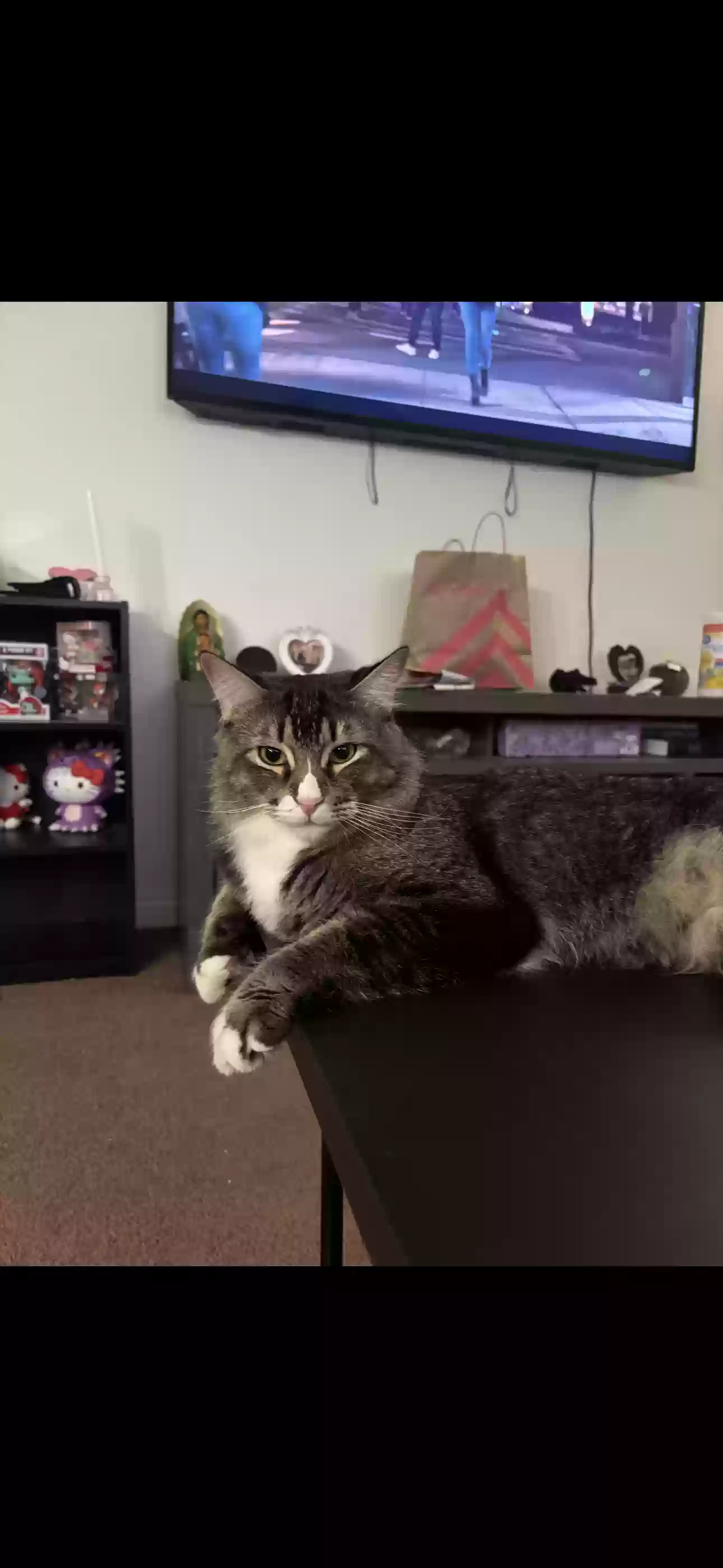 adoptable Cat in Palmdale,CA named Loki