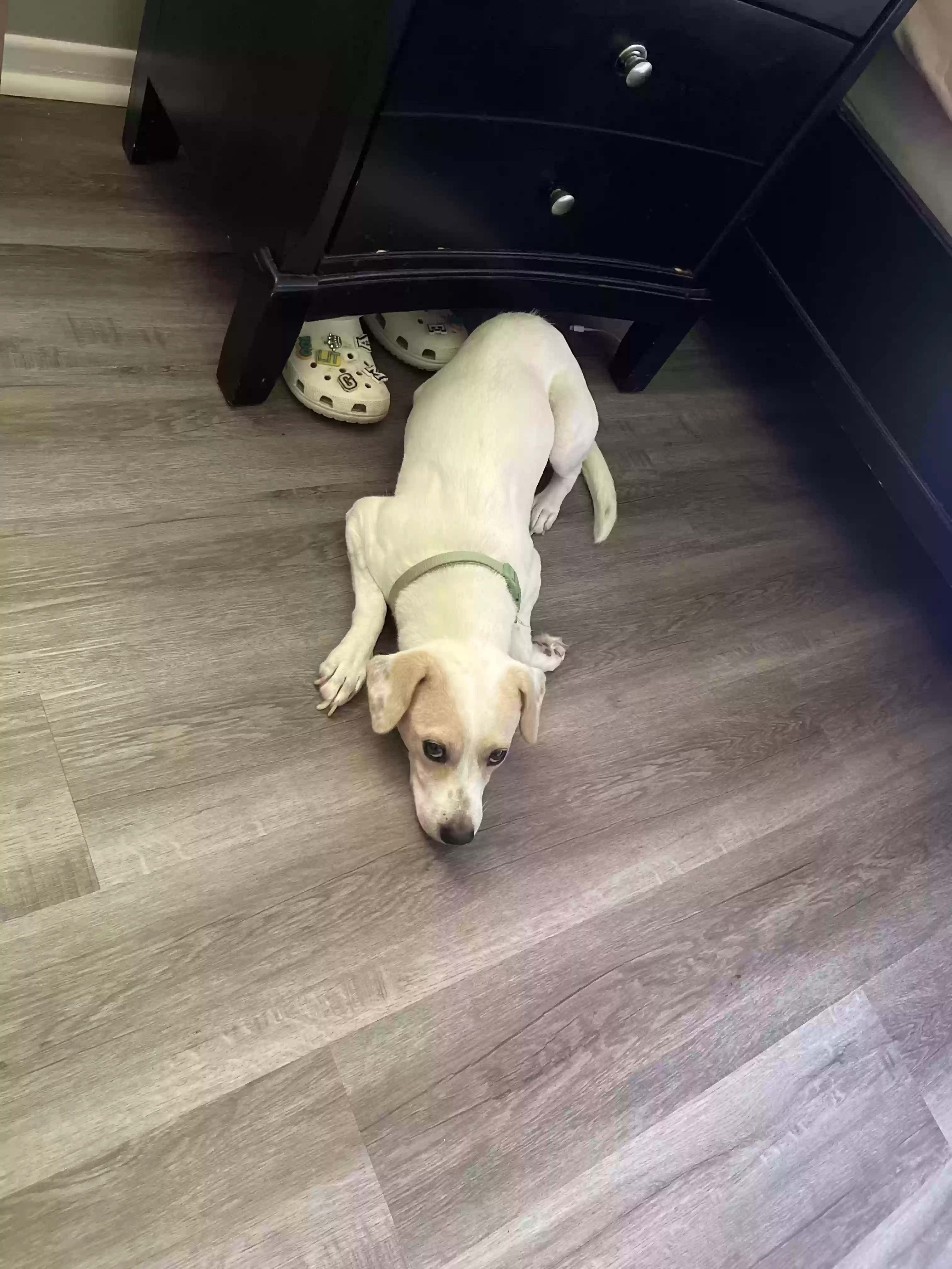 adoptable Dog in Alexandria,LA named BoBo