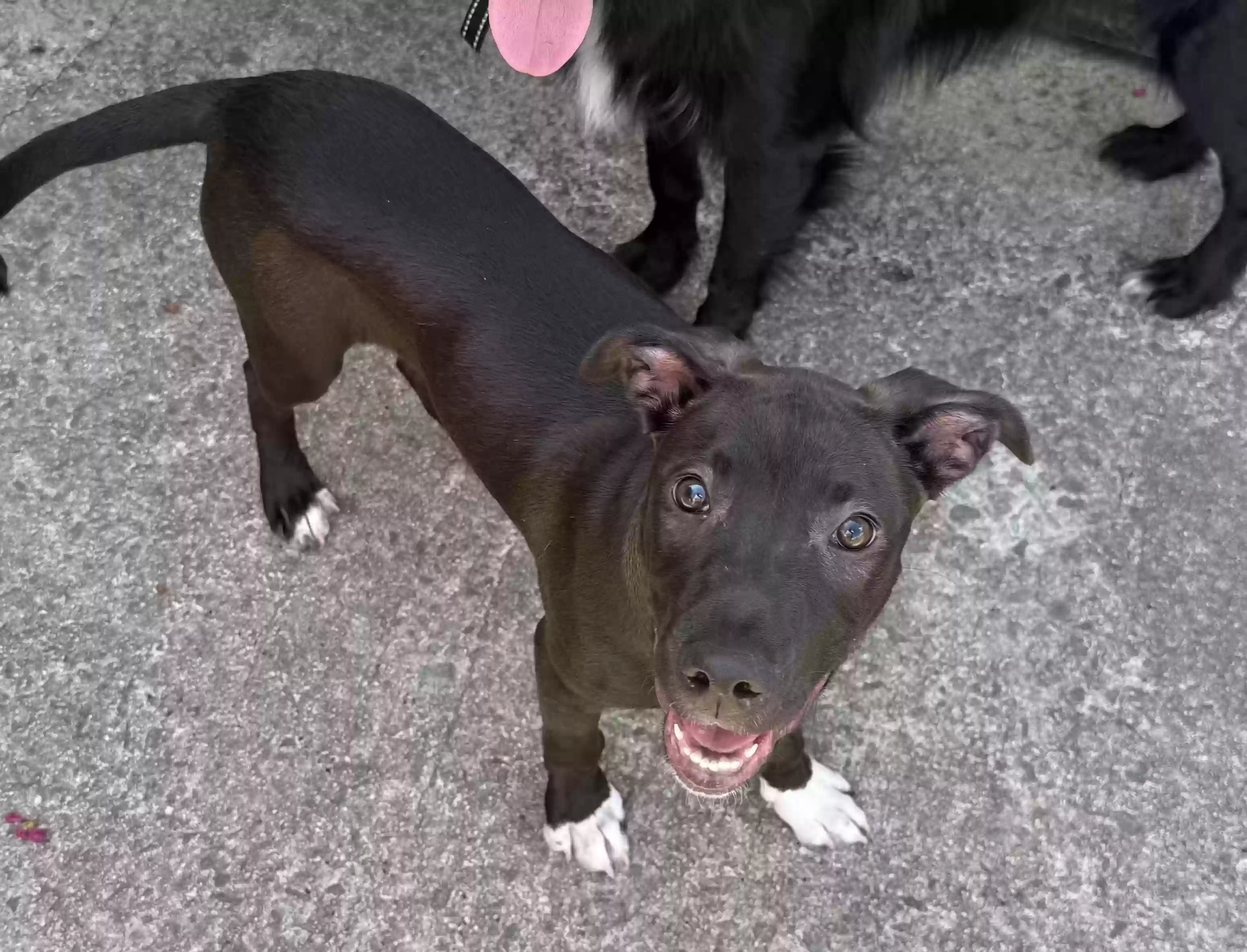 adoptable Dog in Augusta,GA named Jelly Bean