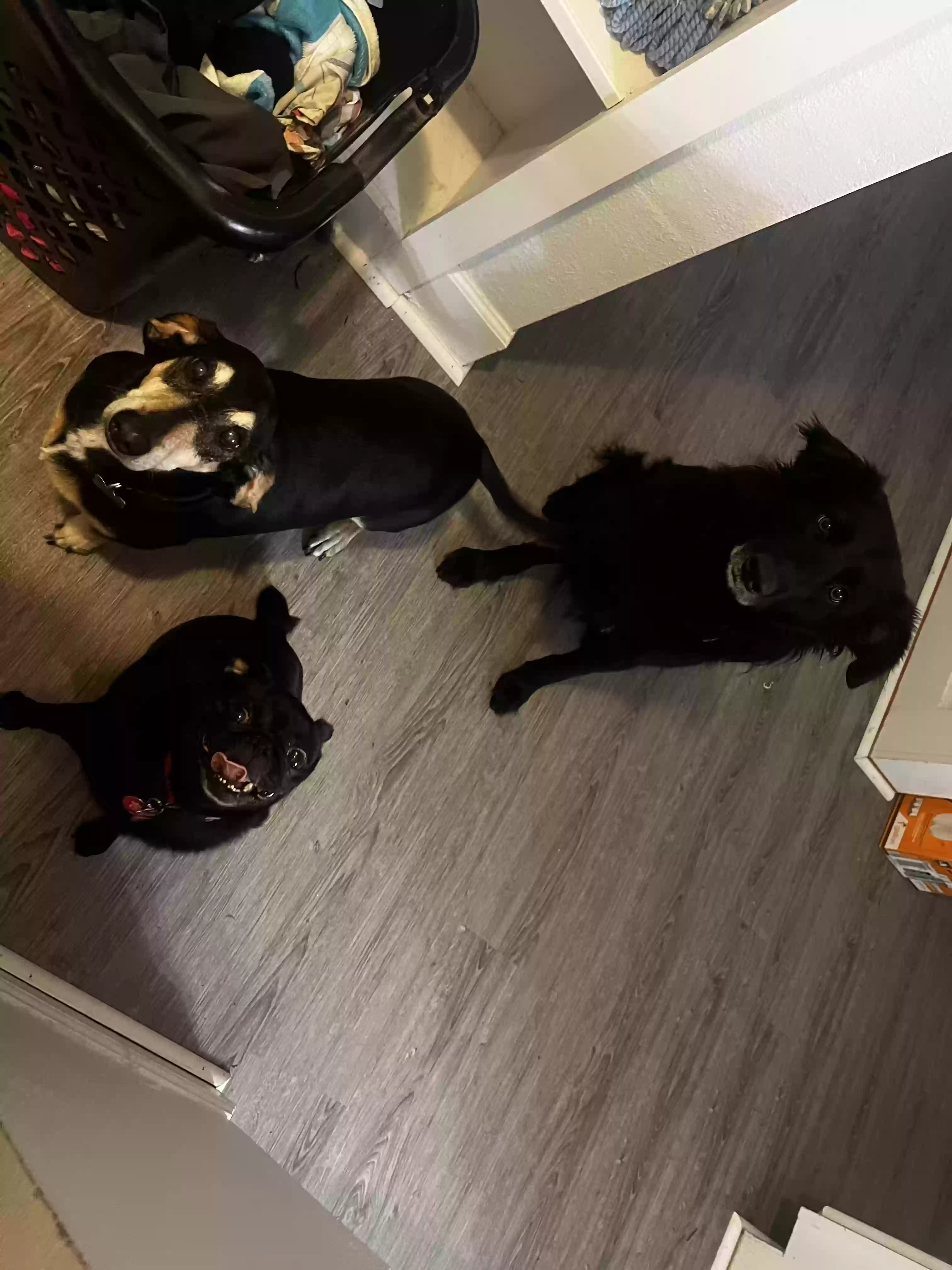adoptable Dog in Houston,TX named Midnight
