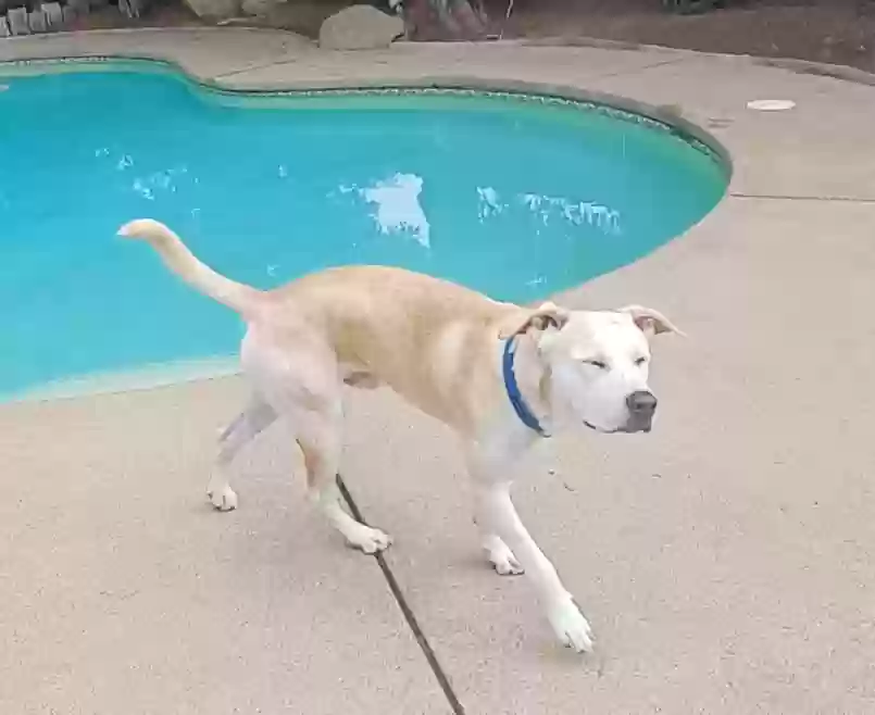 adoptable Dog in Fresno,CA named Blue