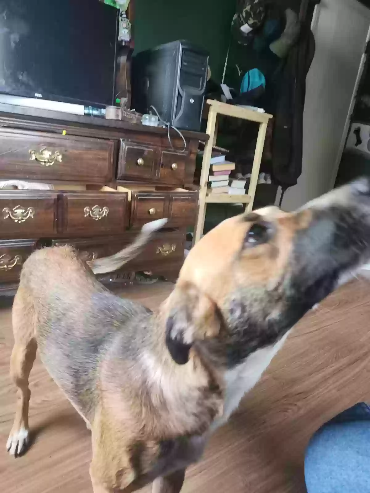 adoptable Dog in Lead Hill,AR named Rein