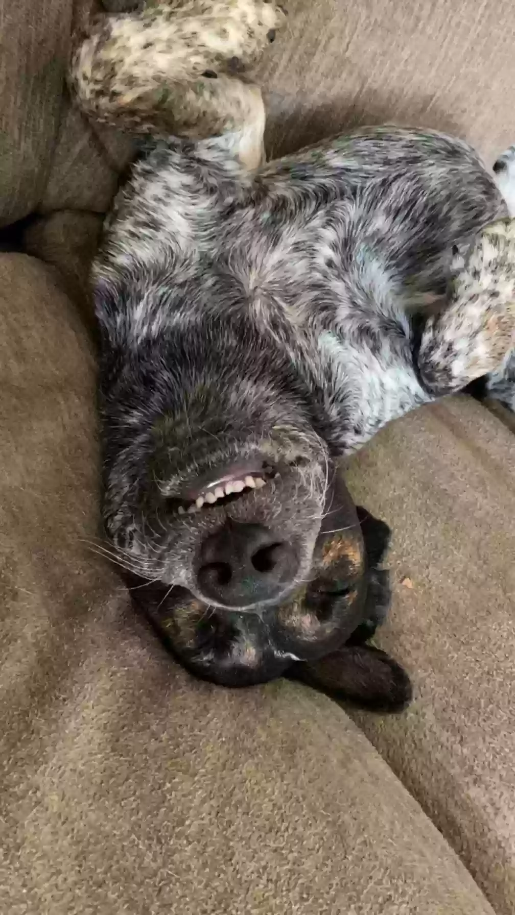 adoptable Dog in Lead Hill,AR named Nola