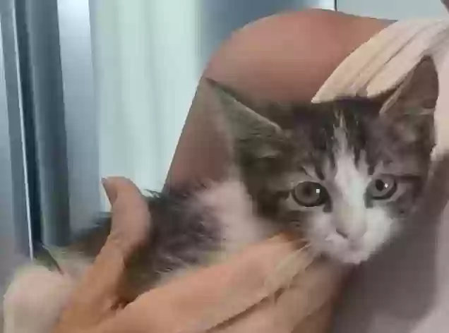 adoptable Cat in Prescott Valley,AZ named KC