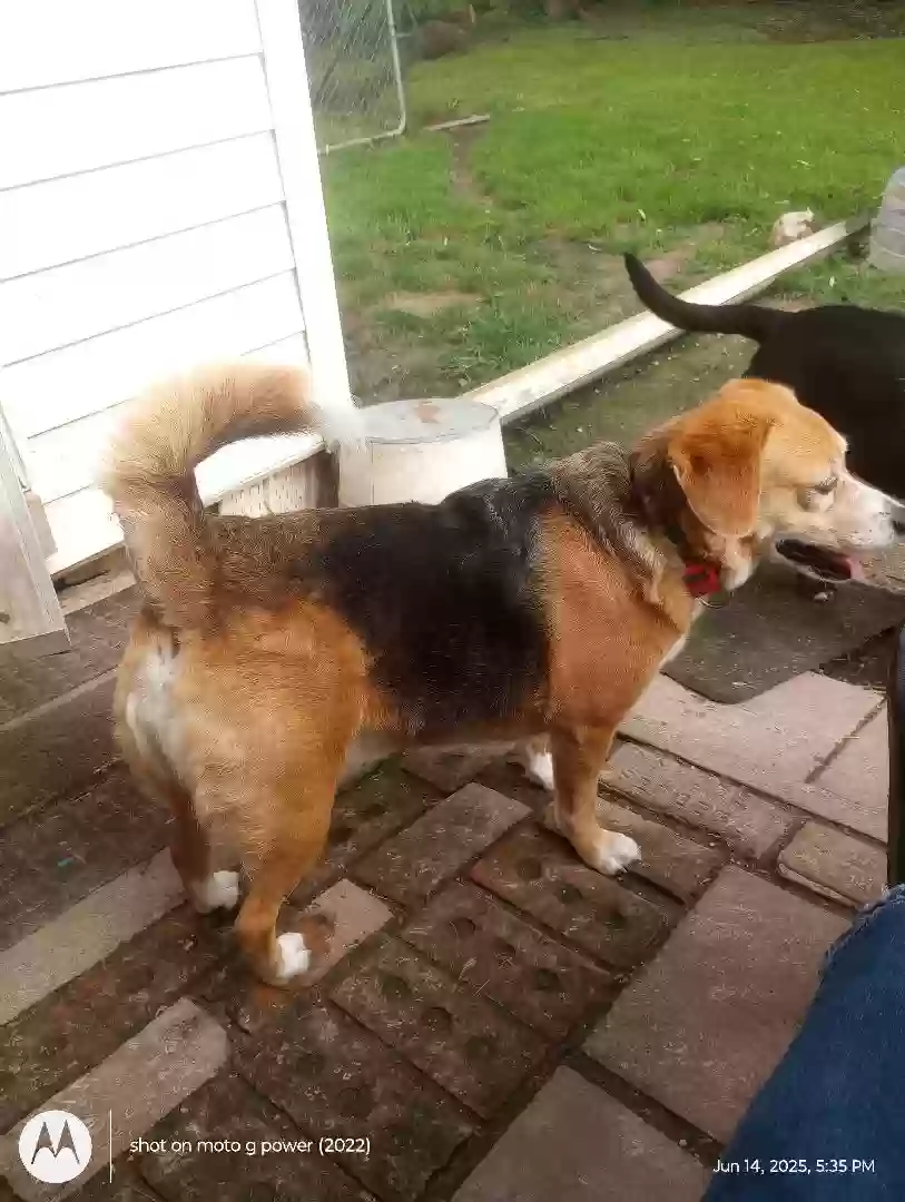 adoptable Dog in Tamms,IL named Sophie
