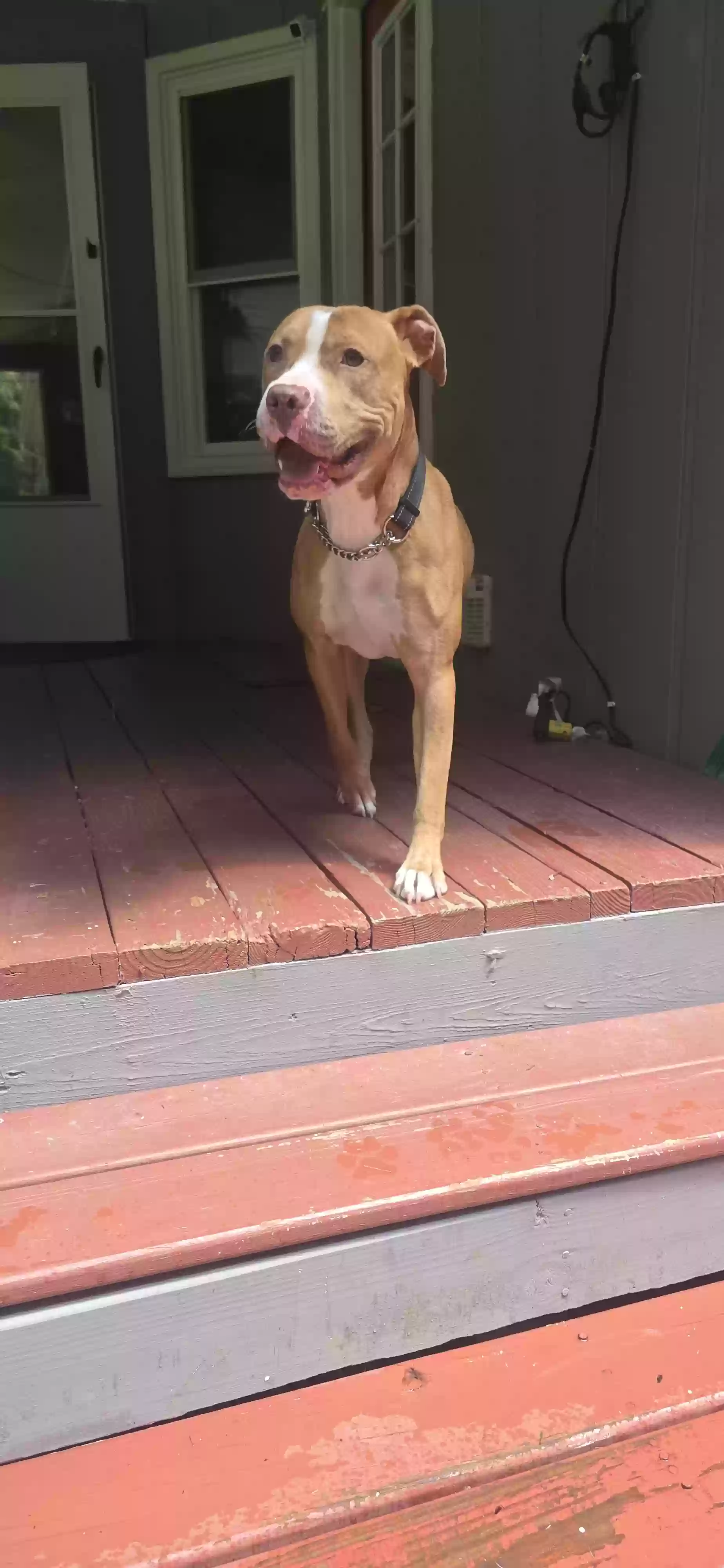 adoptable Dog in Acworth,GA named Boots