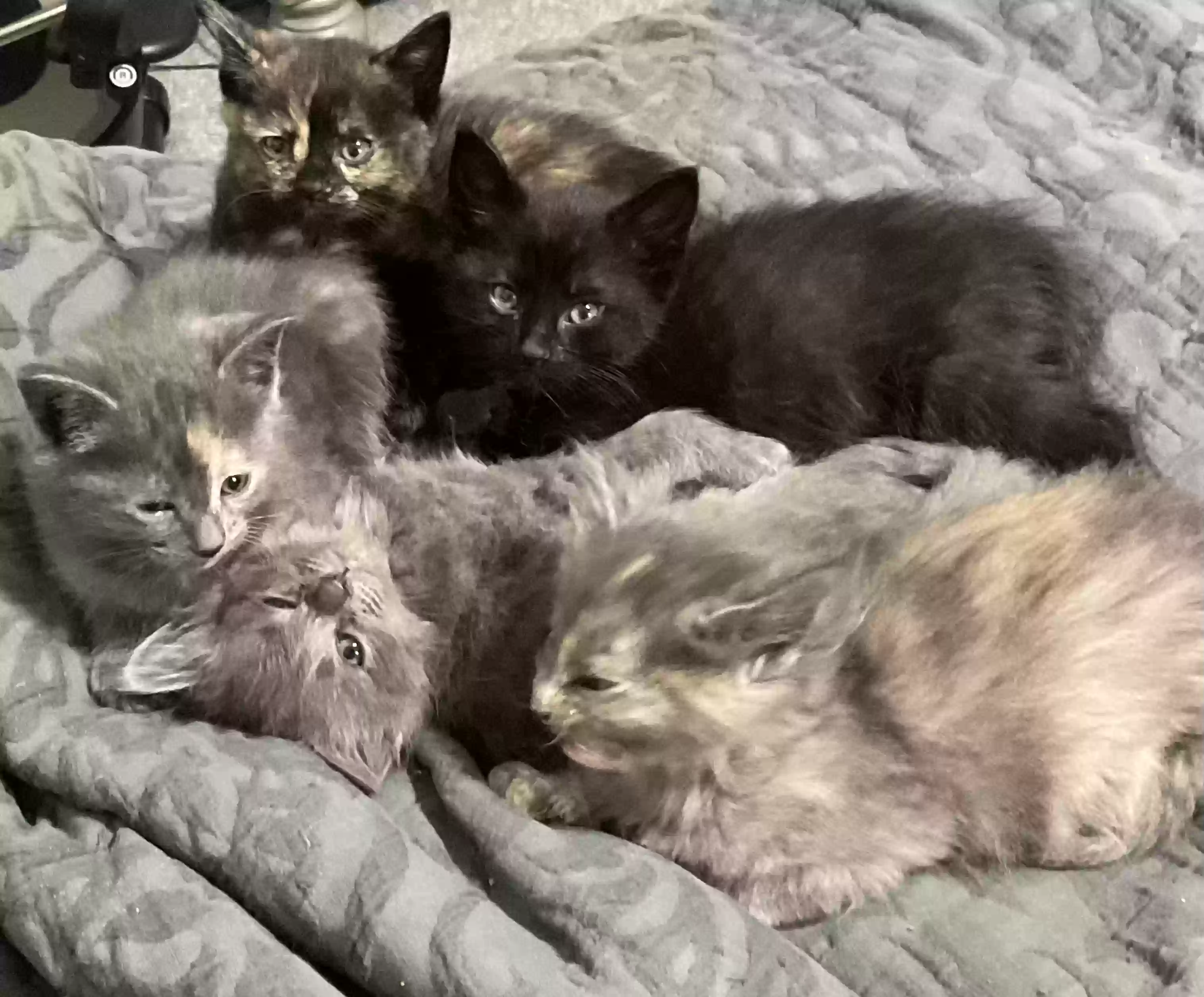 adoptable Cat in Braselton,GA named Kittens