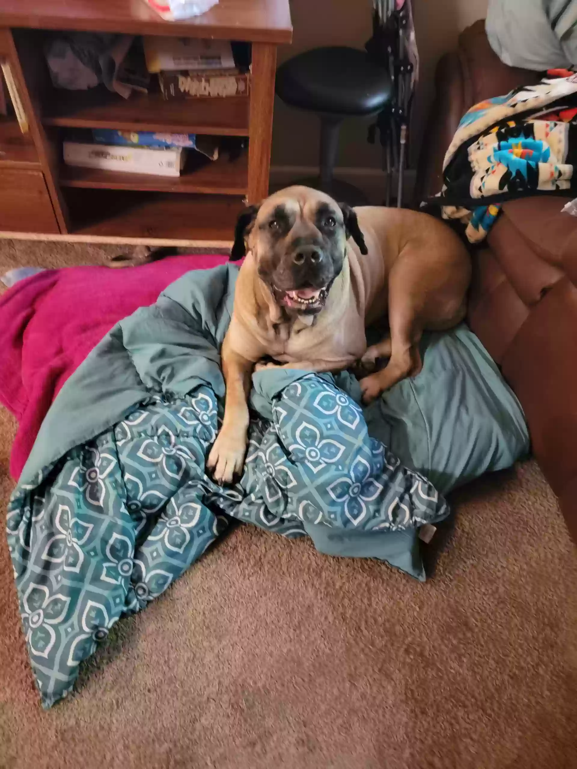 adoptable Dog in Ypsilanti,MI named Bella