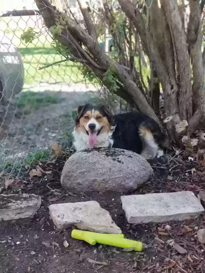 adoptable Dog in Des Moines,IA named Duke