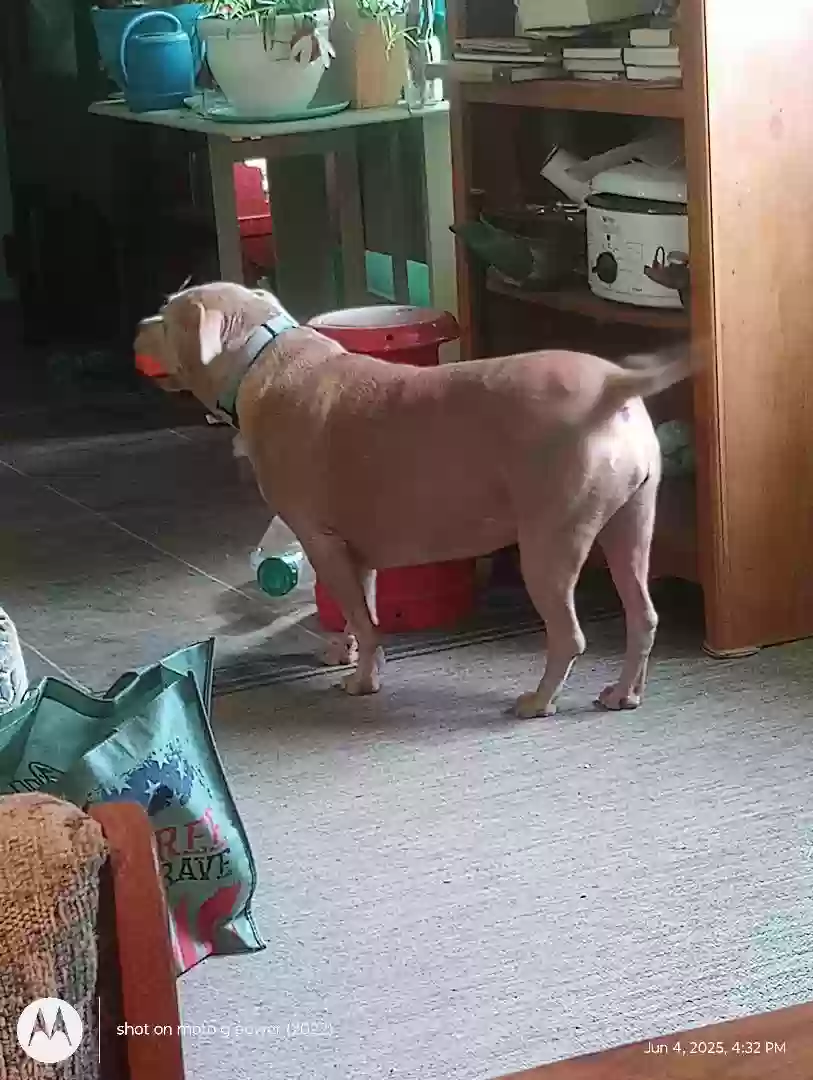 adoptable Dog in Tamms,IL named Senna