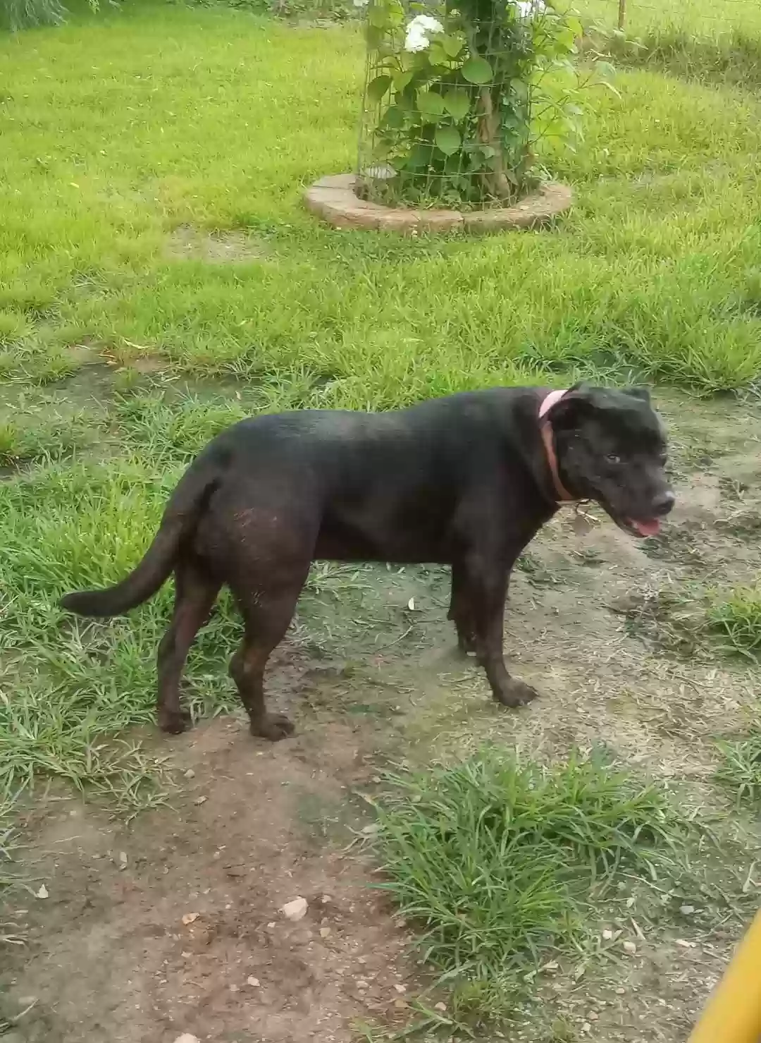 adoptable Dog in Tamms,IL named May Bell