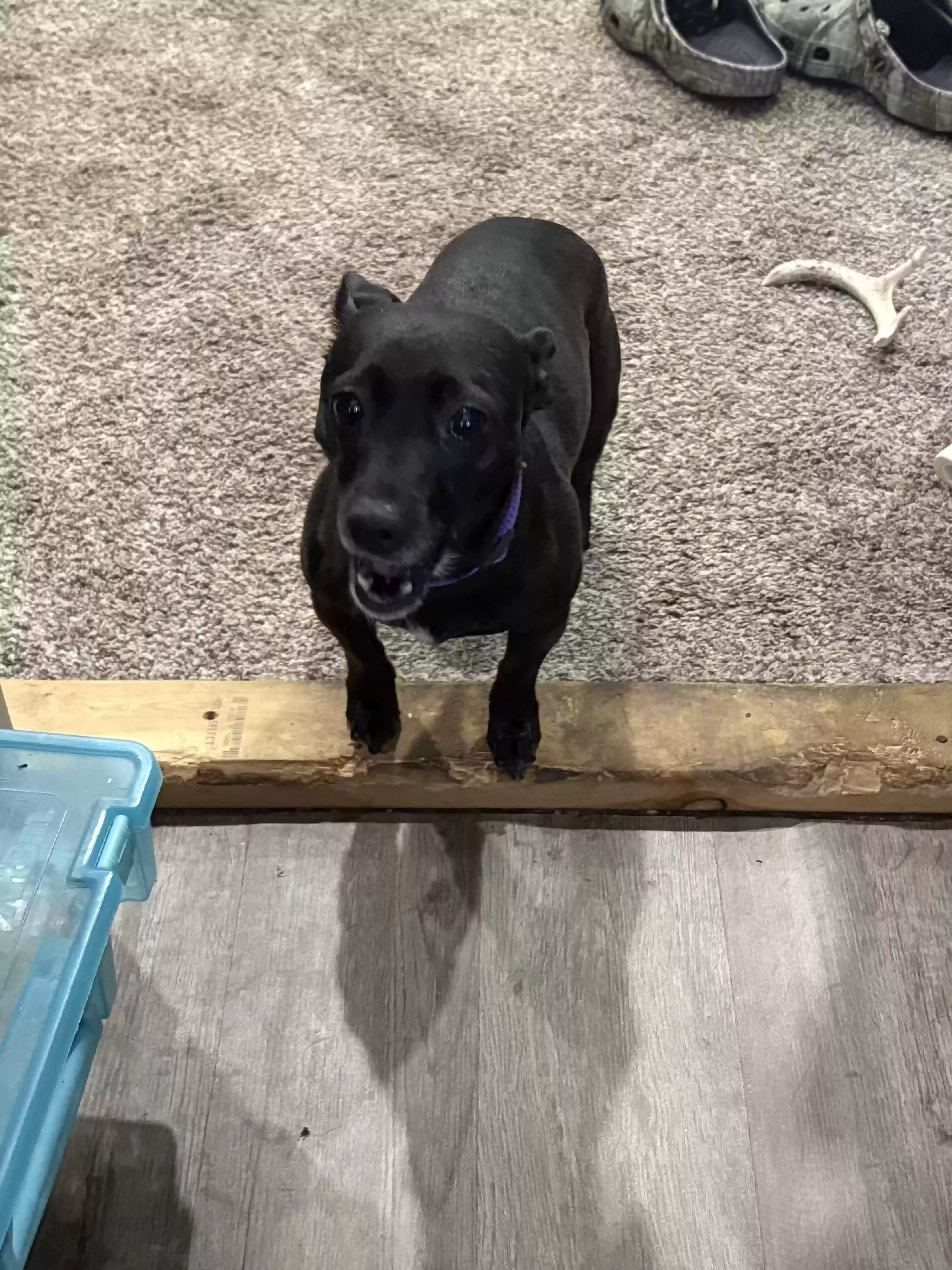 adoptable Dog in Denver,PA named Gracie