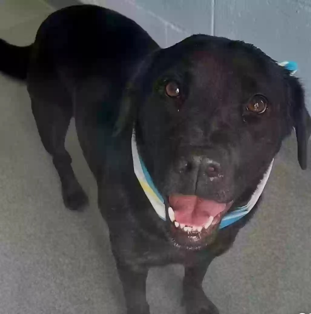 adoptable Dog in Hollywood,FL named Midnight
