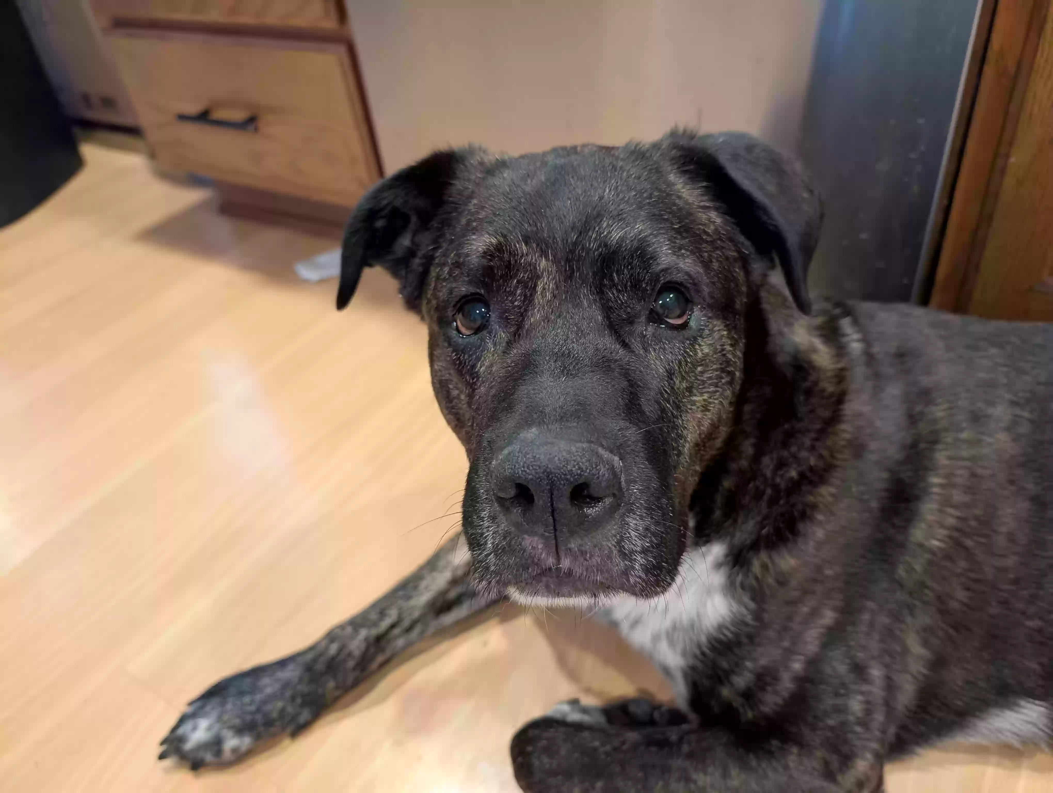 adoptable Dog in Cincinnati,OH named Bruce