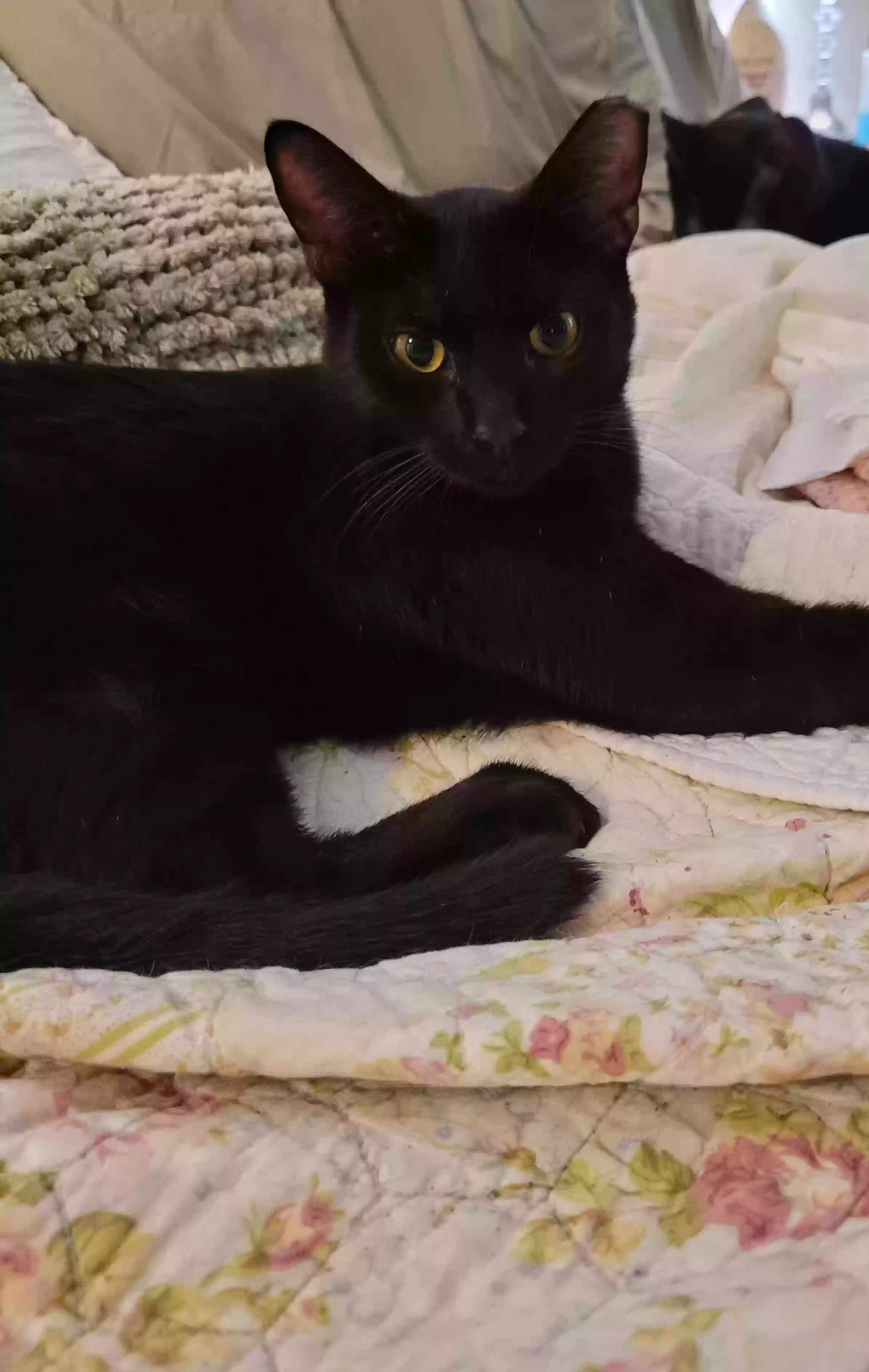 adoptable Cat in Modesto,CA named Elvira