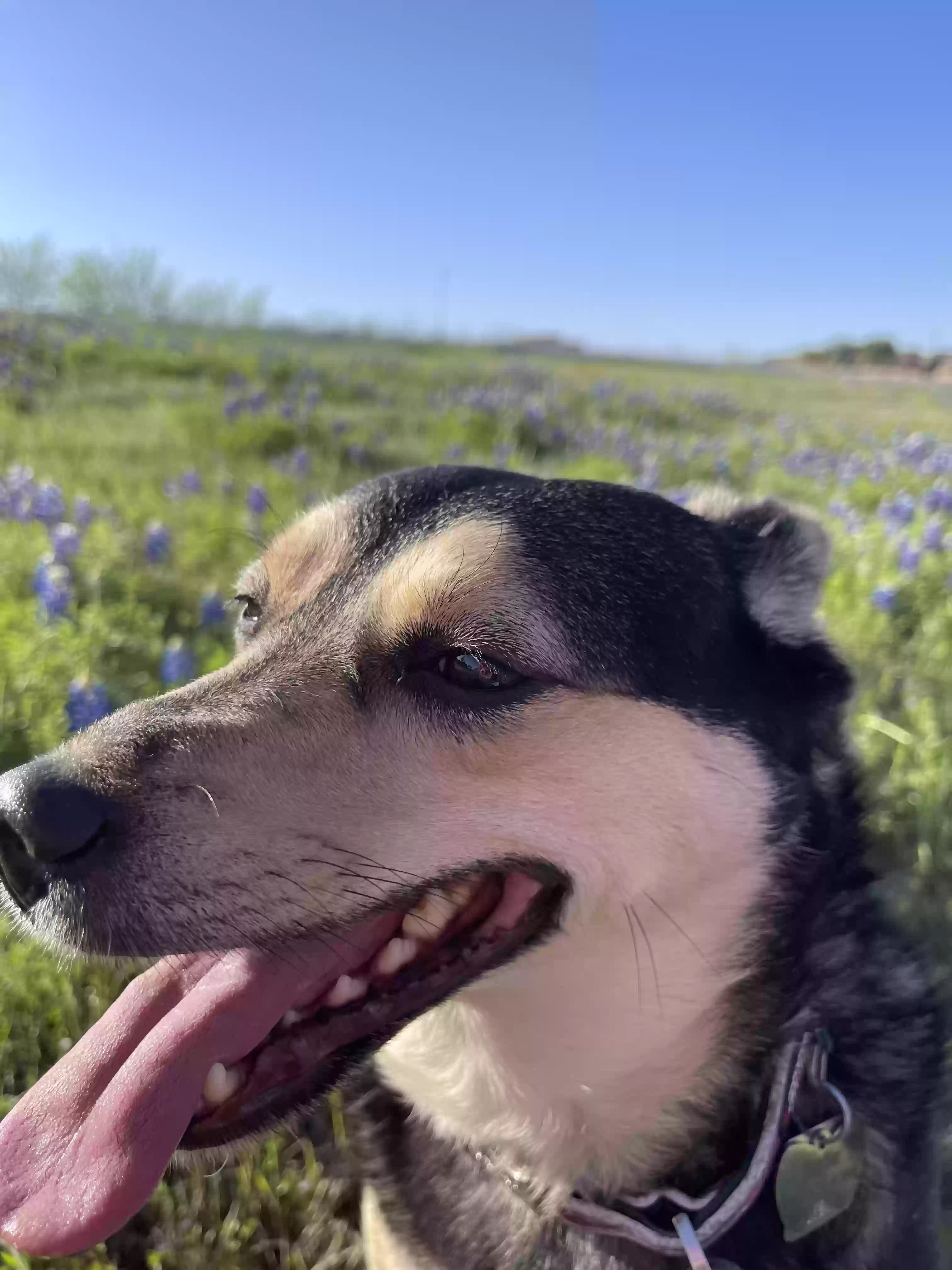 adoptable Dog in Prescott,AZ named Belle