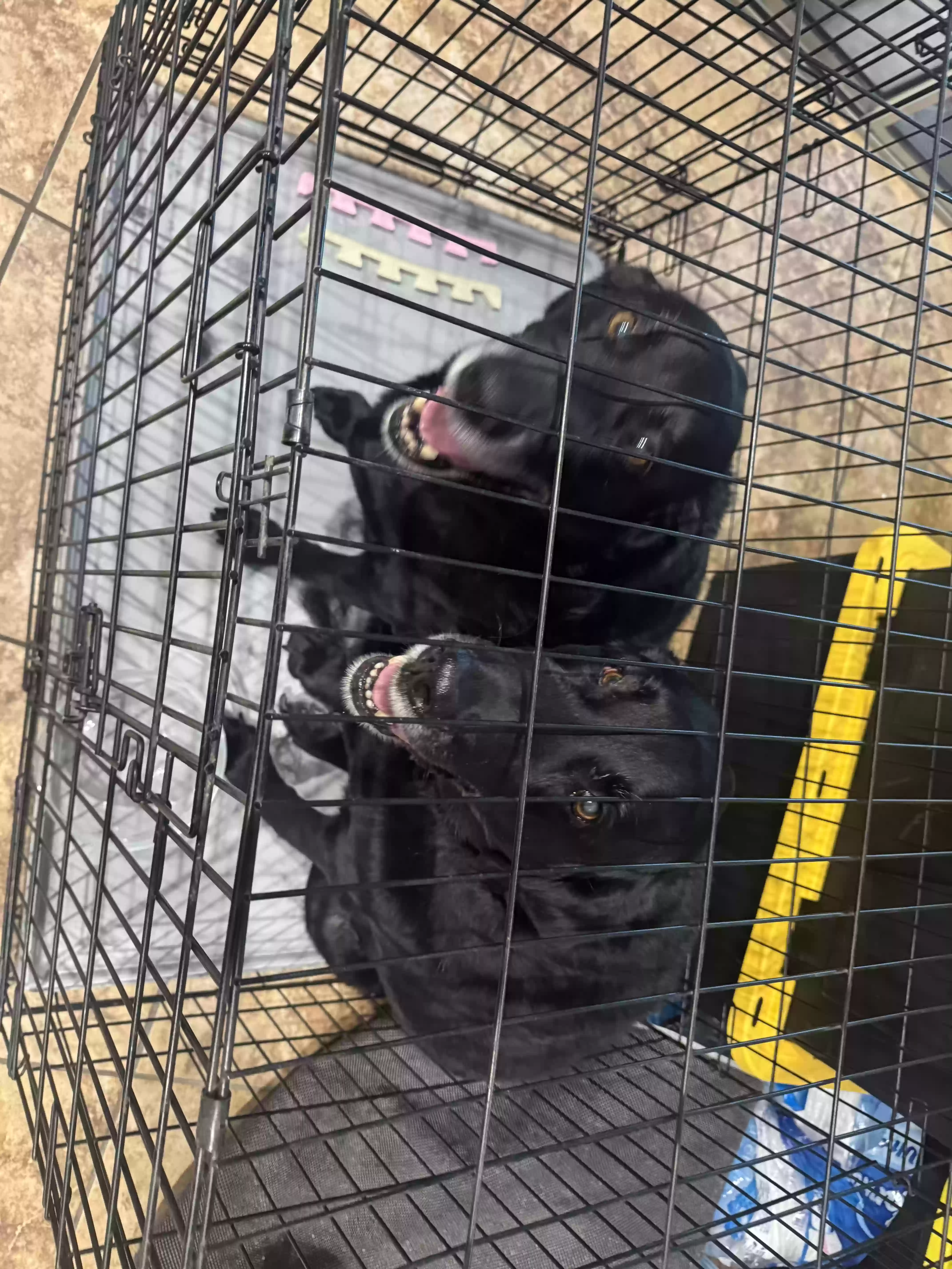 adoptable Dog in Prescott Valley,AZ named Diesel