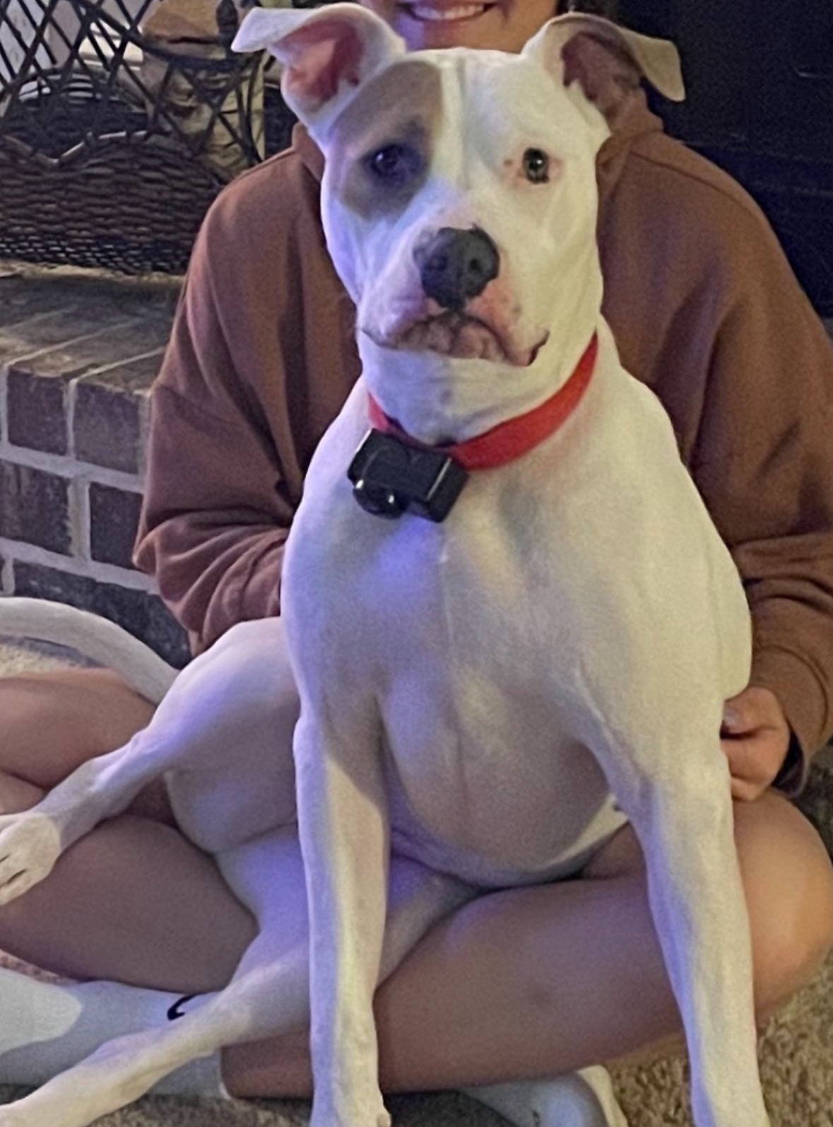 adoptable Dog in Winder,GA named Bentley
