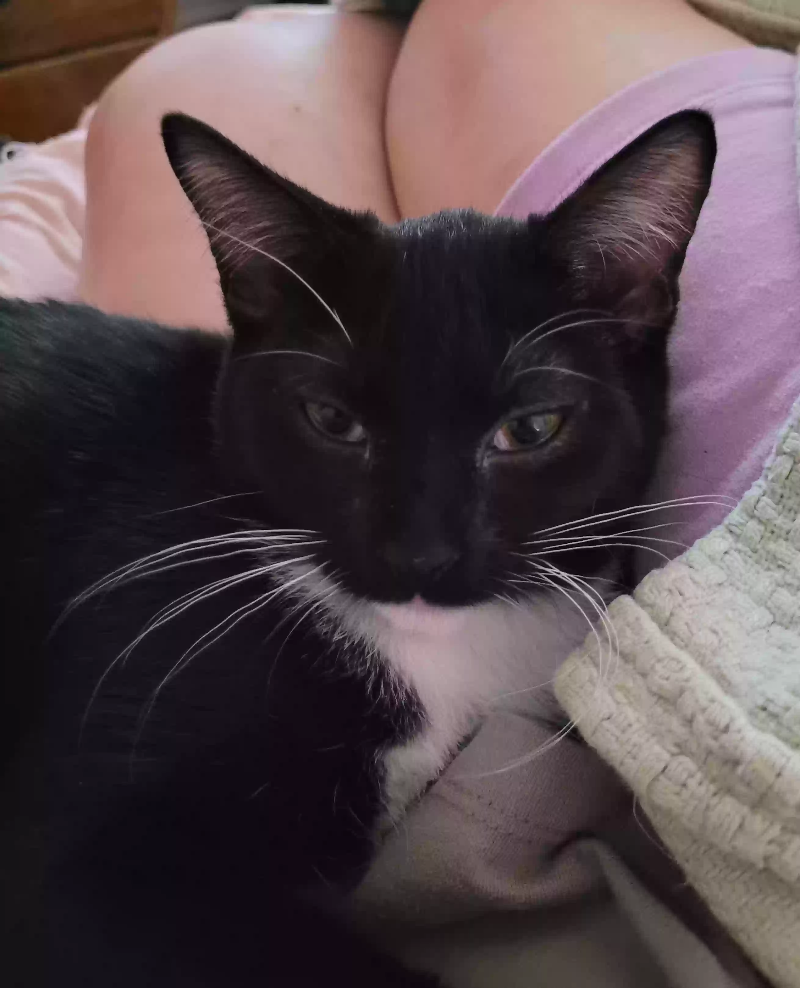 adoptable Cat in Modesto,CA named Emma