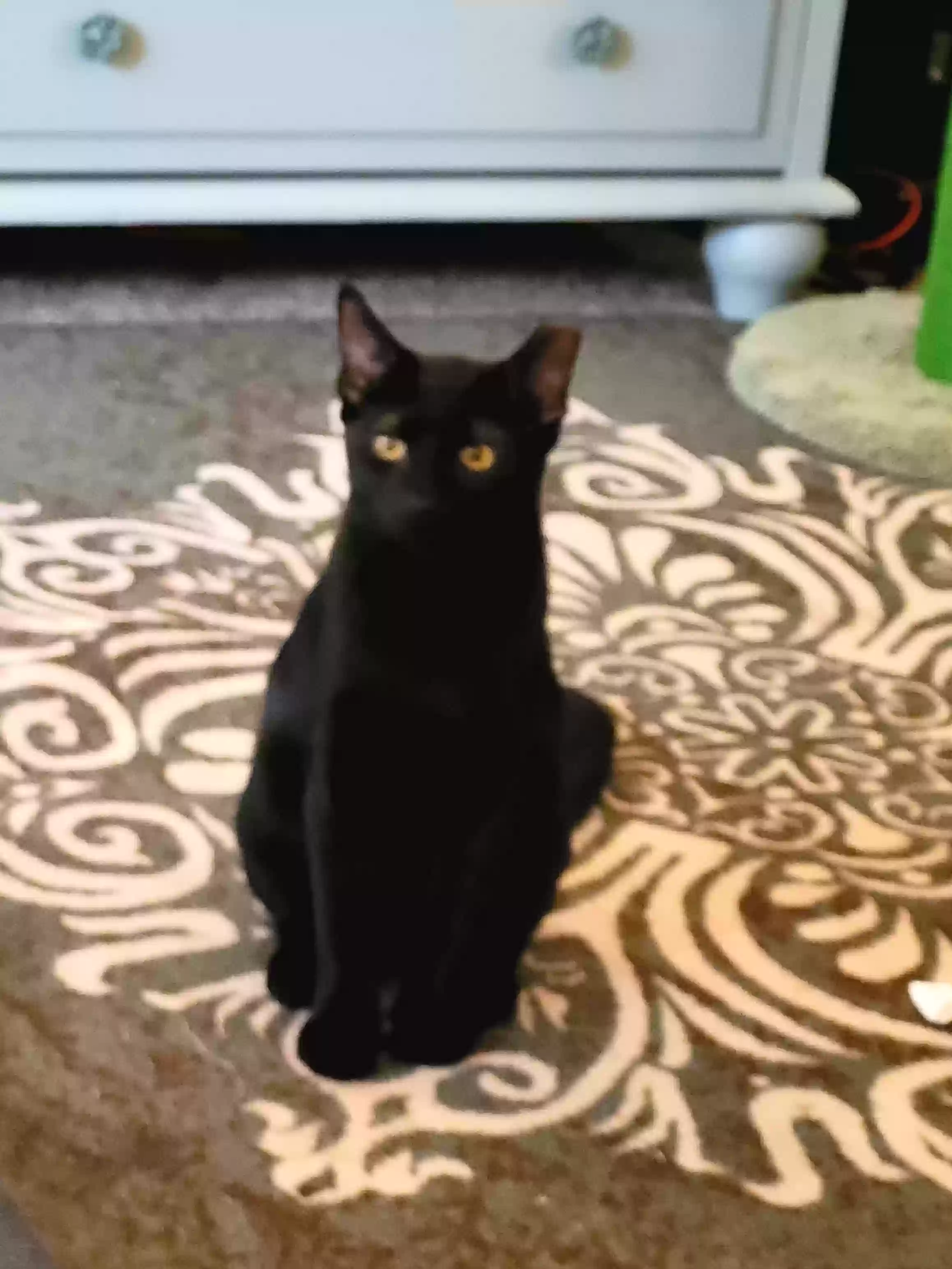 adoptable Cat in Modesto,CA named Eli