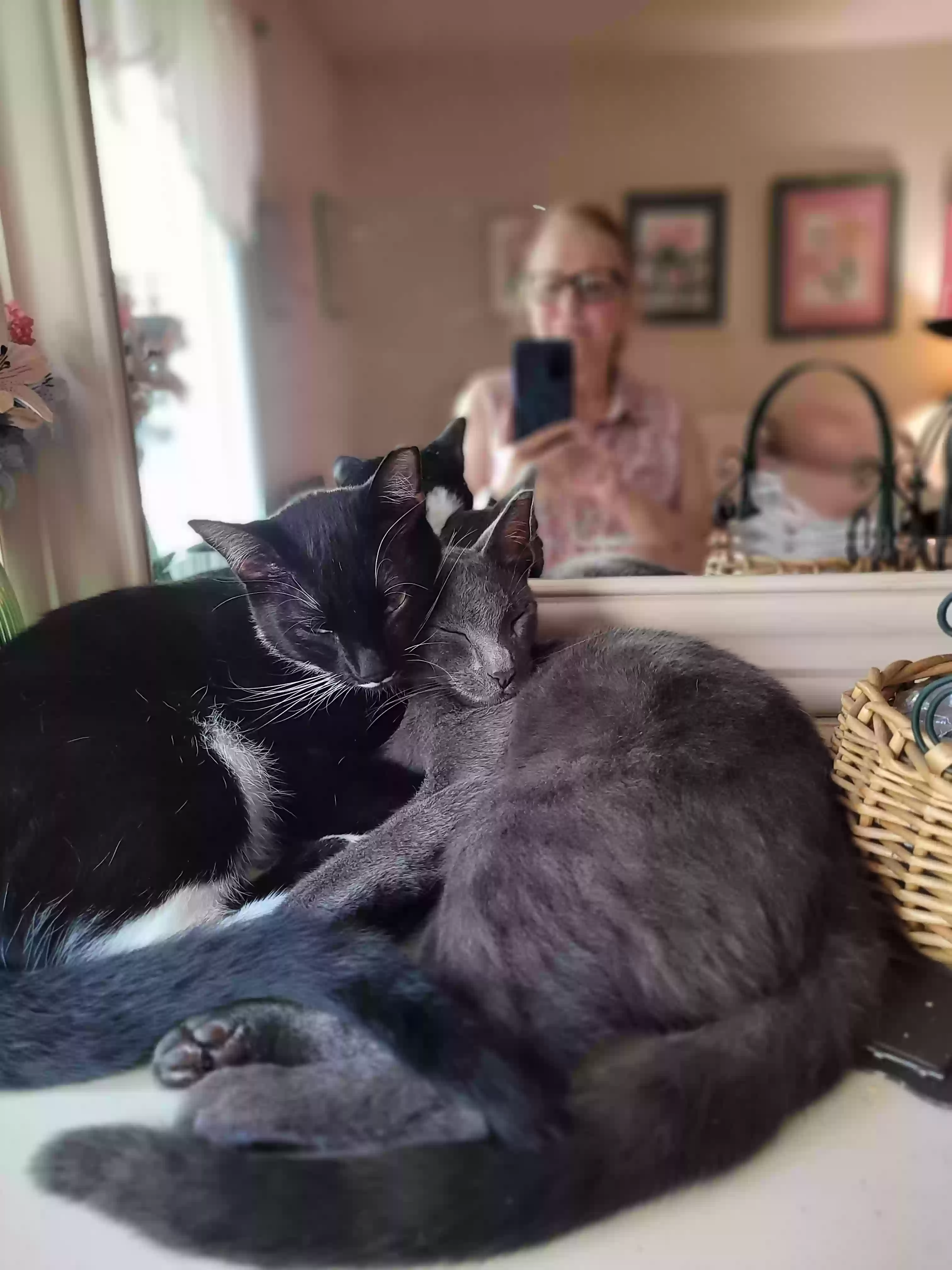 adoptable Cat in Modesto,CA named Esmerelda