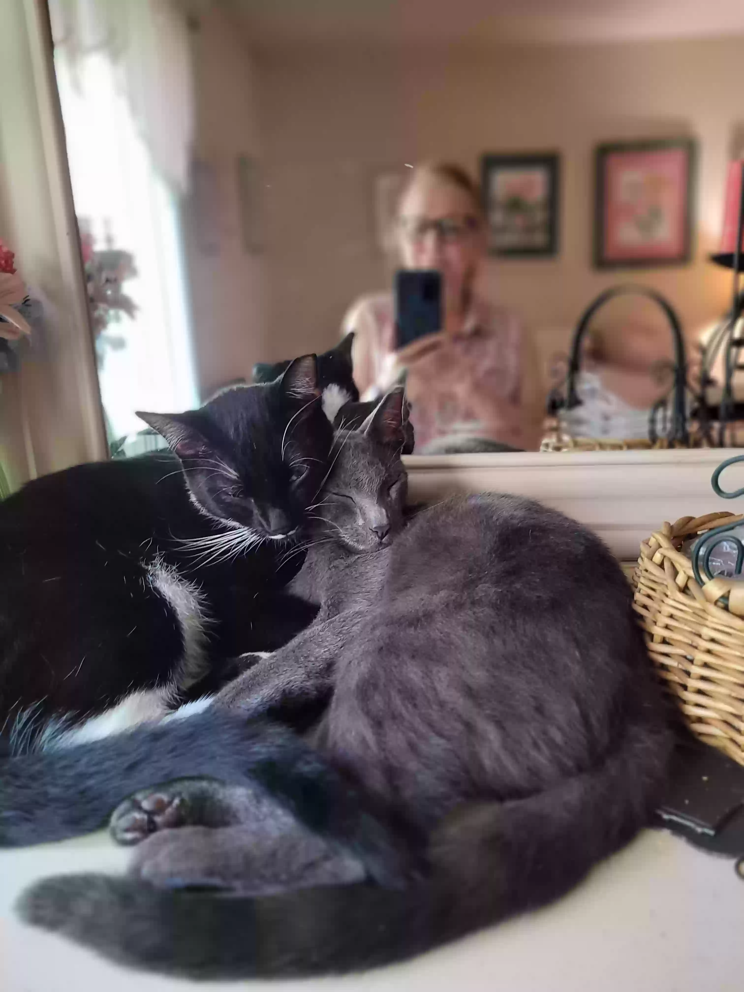 adoptable Cat in Modesto,CA named Emil