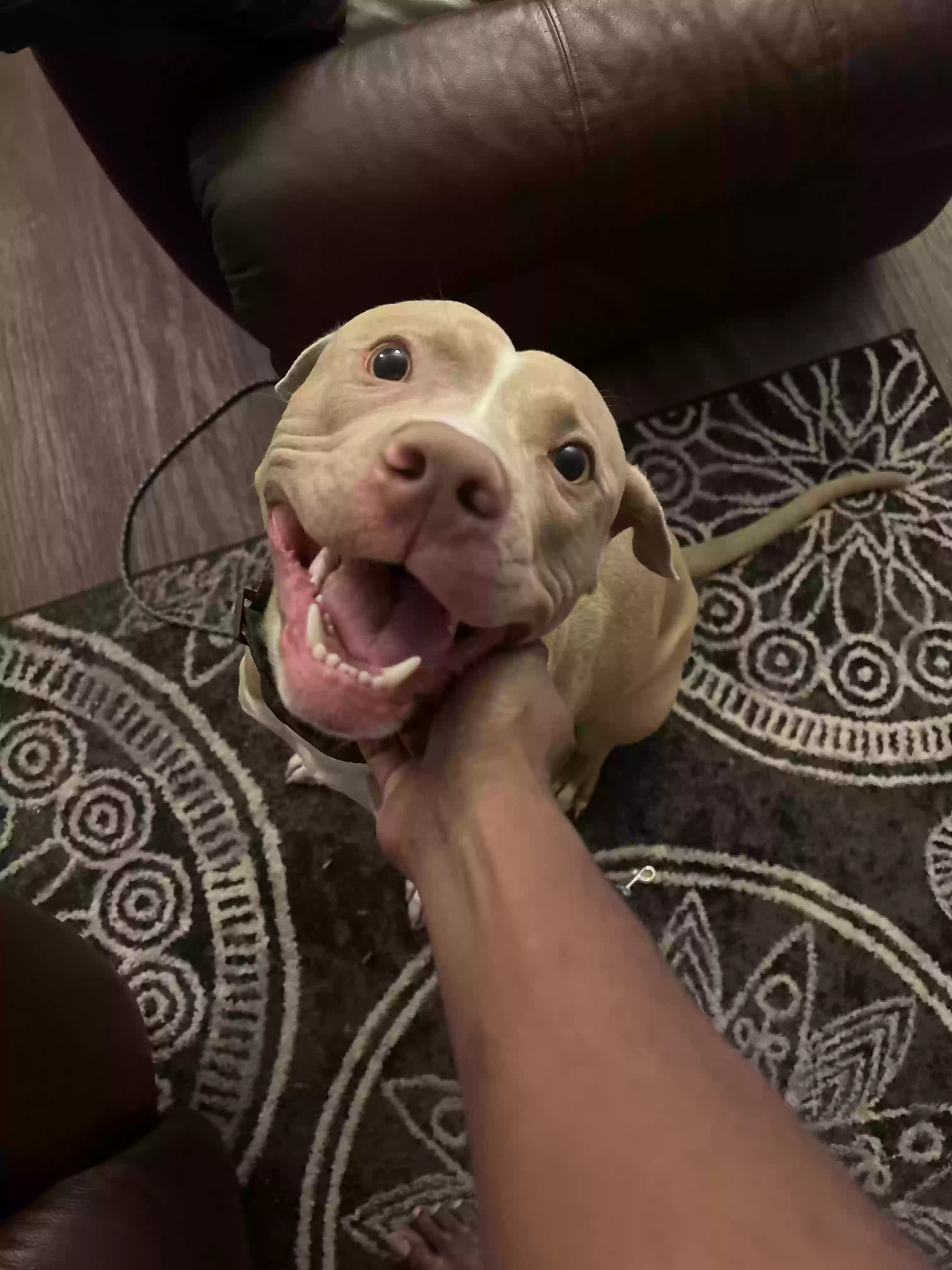 adoptable Dog in Lithonia,GA named Simba