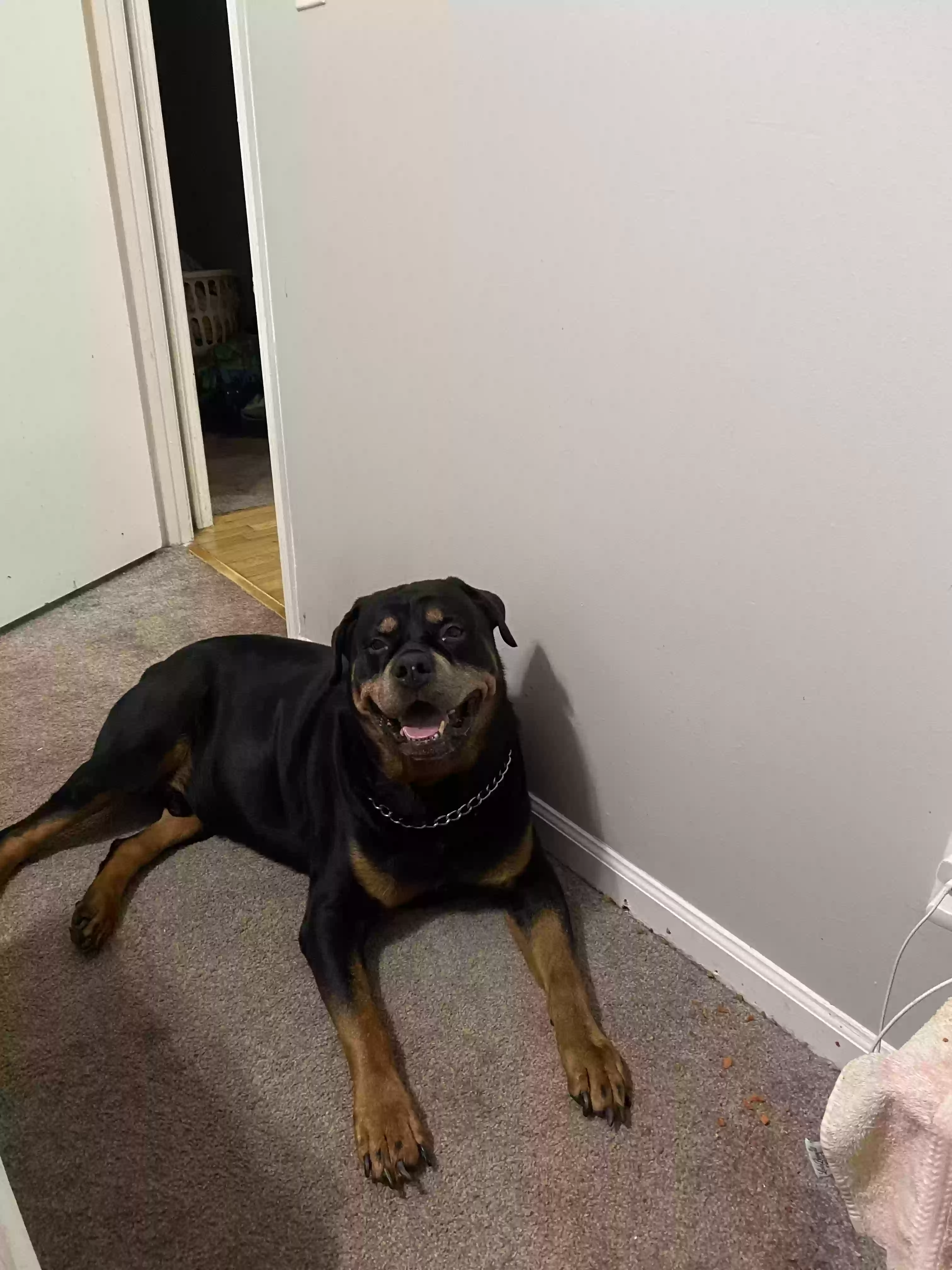 adoptable Dog in Stone Mountain,GA named Rock Young