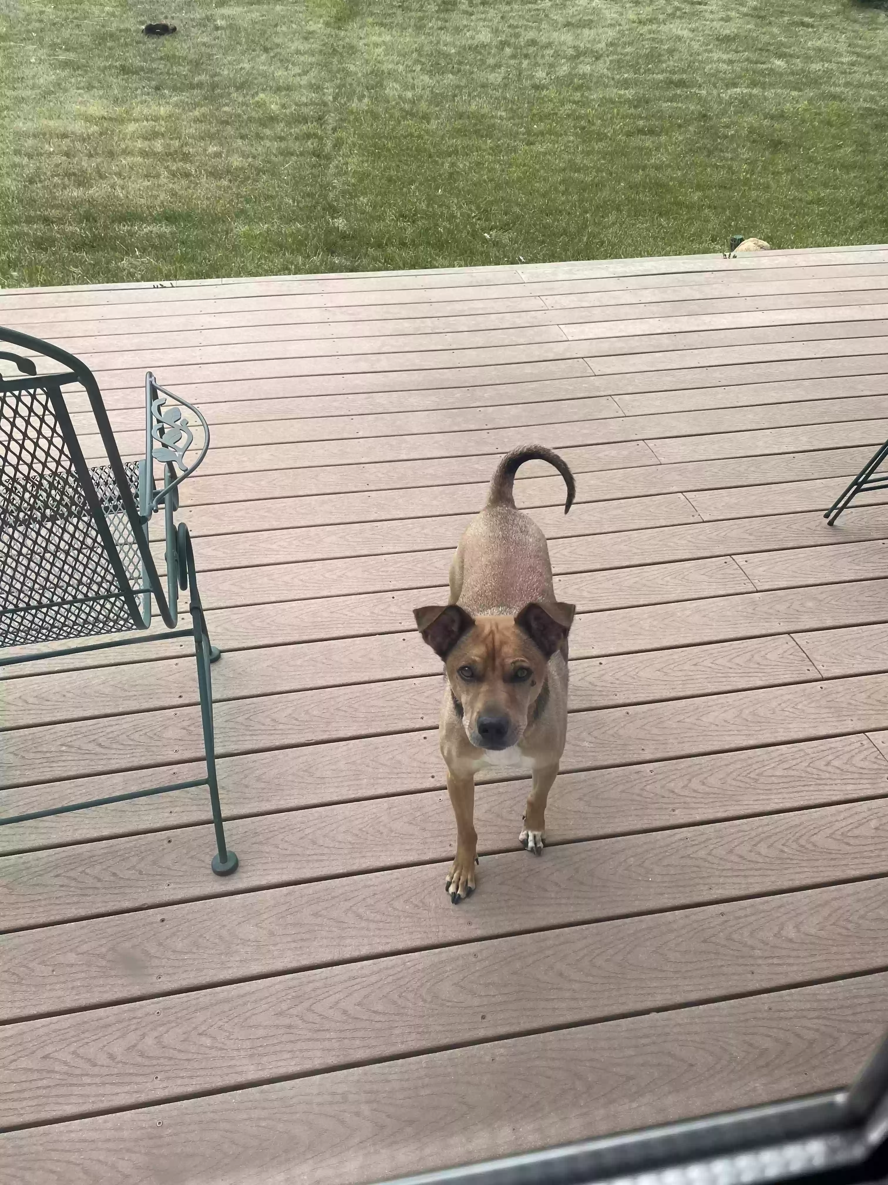 adoptable Dog in San Tan Valley,AZ named Husker