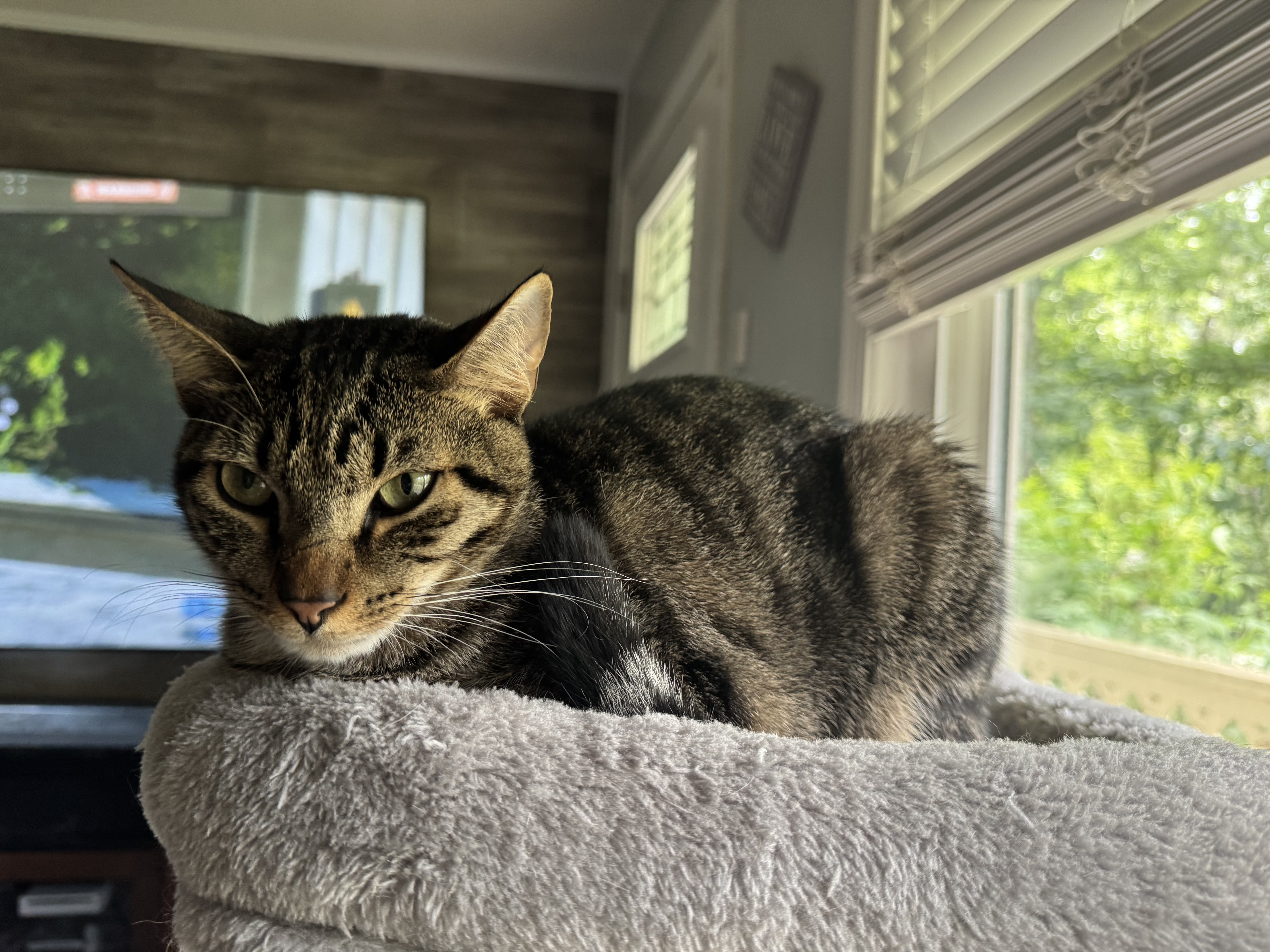 adoptable Cat in Cleveland,GA named Pollywog