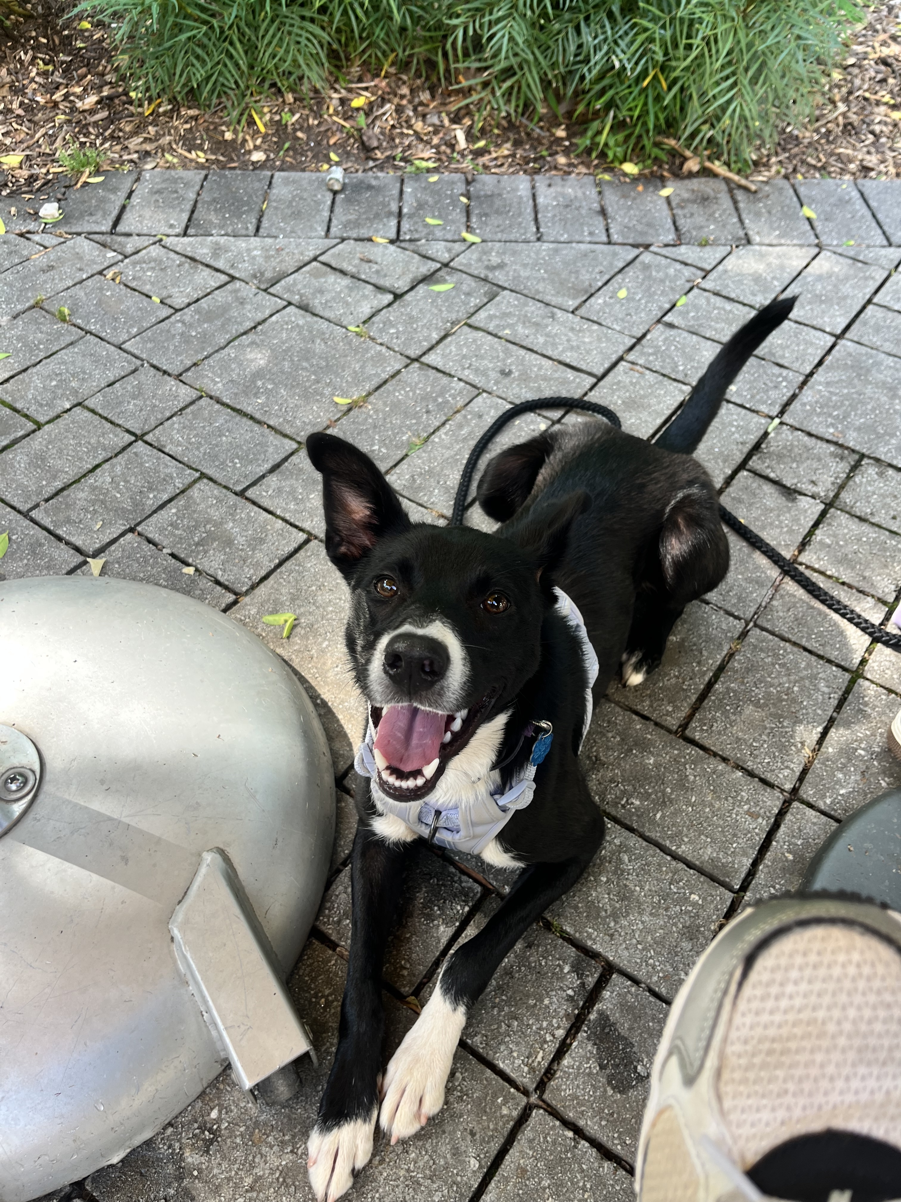 adoptable Dog in Sharpsburg,GA named Indie